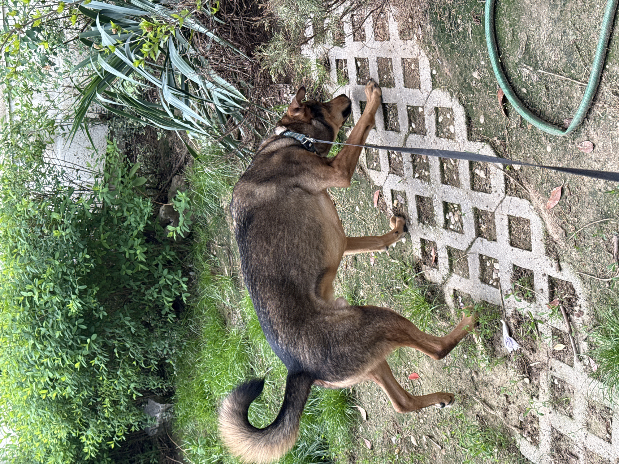 A brown and tan dog is lying on a patterned concrete block pathway. A black leash is attached to the dog's blue collar. Green grass and bushes are visible on either side of the path, and a green garden hose lies on the ground to the right. The location is outdoors. The city is Sofia, Bulgaria.