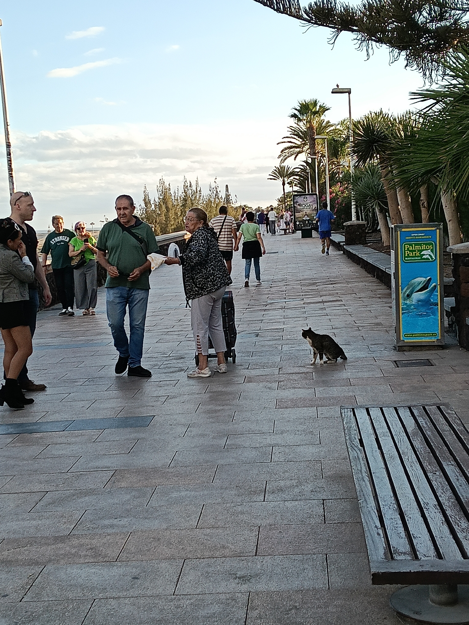 The image depicts a scene on a tiled pedestrian walkway in San Bartolomé de Tirajana, Spain. Several people are visible, including a man and woman in the foreground appearing to offer something from a paper to a cat sitting on the walkway. The woman is standing next to a shopping trolley on wheels. Other individuals walk along the path in the background. Palm trees and other vegetation border the walkway. A blue sign for "Palmitos Park" stands beside the path, featuring a dolphin image. A slatted wooden bench sits to the right. The sky is visible in the background, with some cloud cover.