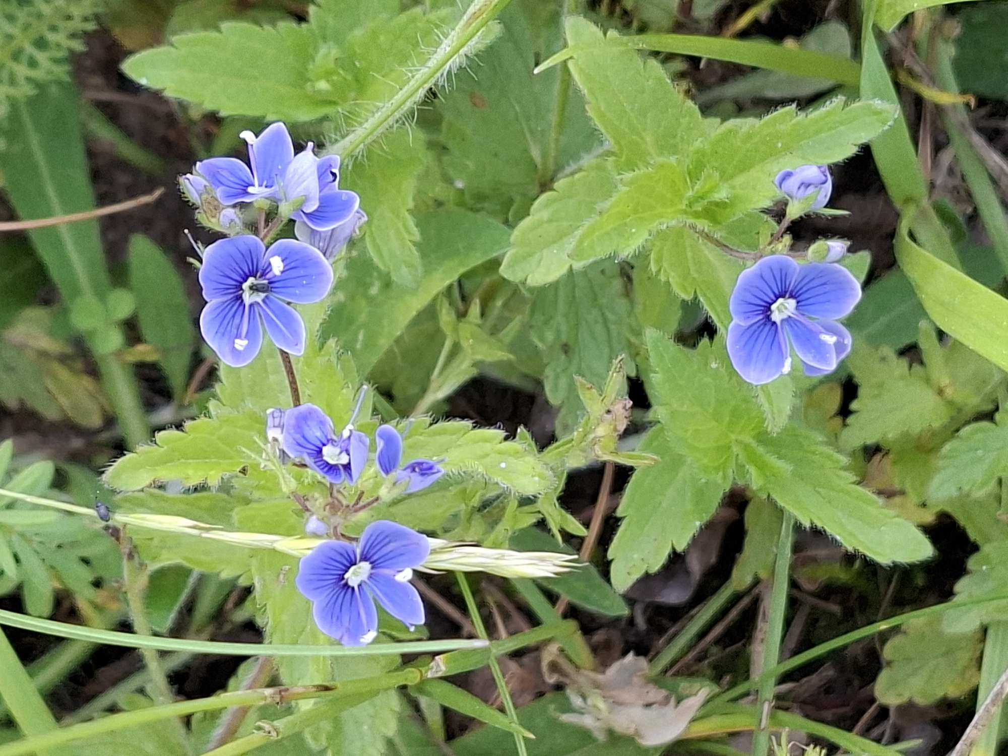 A macro photograph captures a cluster of small, vibrant blue flowers with white centers, nestled amongst lush green foliage. The flowers exhibit delicate, five-petaled blooms with slender stems. One flower, in the foreground and to the left, is fully open and prominent, with its petals slightly spread, revealing the white stamen. To its right and slightly behind it, another cluster of flowers and buds are visible. The surrounding greenery includes various types of leaves and thin blades of grass, some of which are out of focus, creating a natural, slightly blurred background. The lighting suggests it is daytime, with soft illumination highlighting the texture of the petals and leaves. The image appears to be taken outdoors in a natural setting, possibly a park, garden, or meadow. There are no people or man-made structures immediately apparent. The focus is entirely on the botanical subjects and their immediate environment. The location is identified as Alytus, Lithuania.