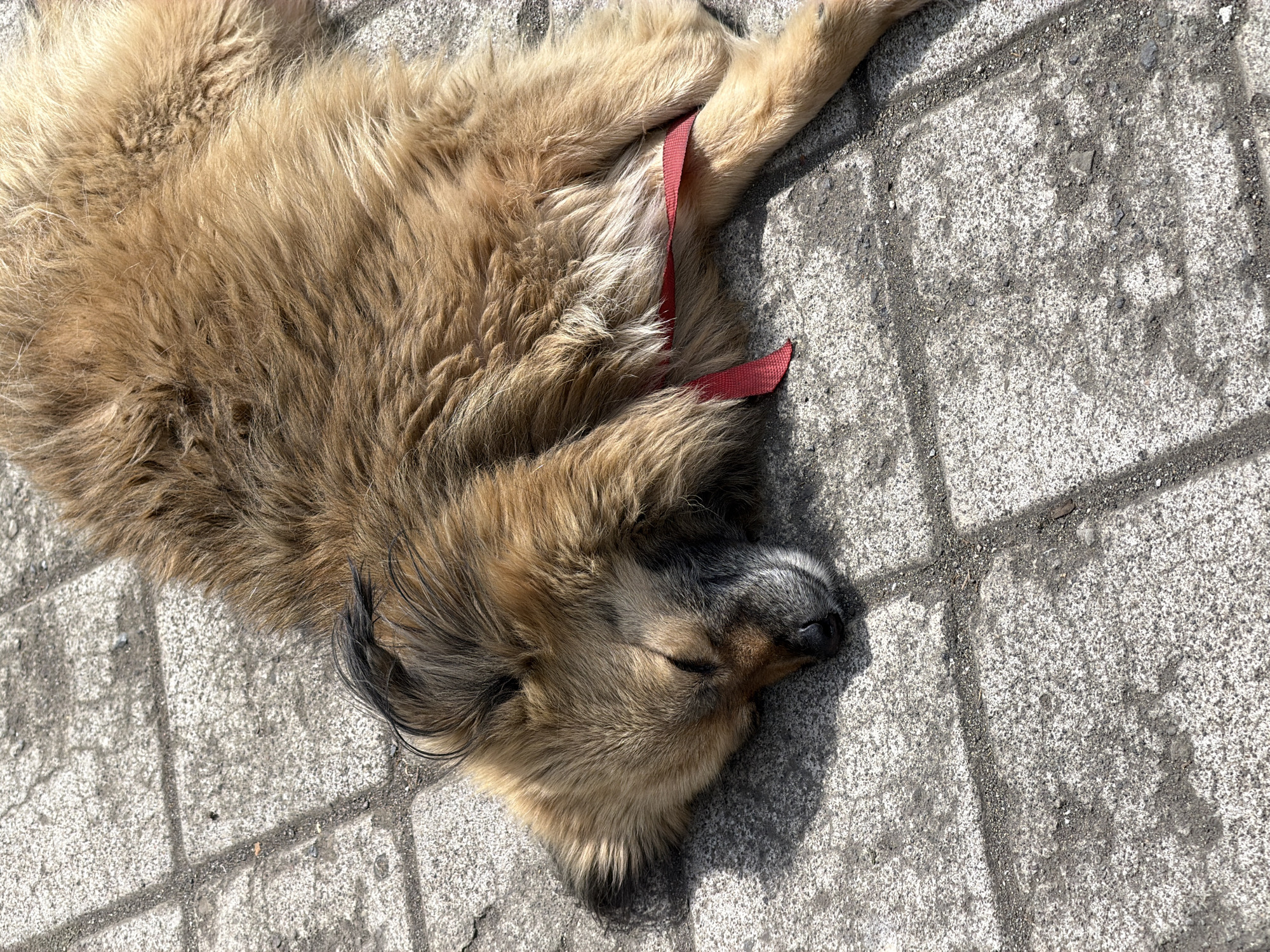 A brown dog with a red collar sleeps on a paved surface in Bangli, Indonesia. The dog is lying on its side with its eyes closed, and its fur appears to be long and shaggy. The paved surface is made of square concrete tiles, and there is some debris scattered on the ground. The sun is shining brightly, casting shadows on the ground.