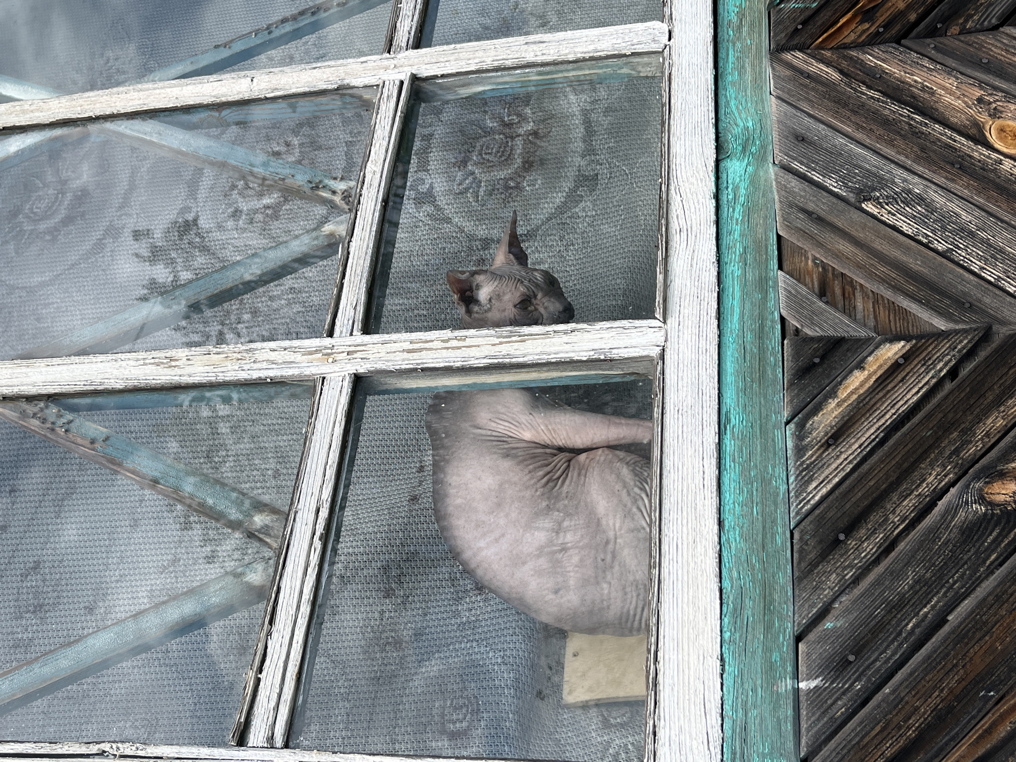 A hairless cat, likely a Sphynx, is visible through an old, weathered window. The cat is in profile, facing to the right, with its head slightly lowered. It appears to be sitting or crouching. The window has white-painted wooden frames with peeling paint and a diamond-shaped lattice structure with blue-painted supports. Behind the cat, a textured, light-colored curtain or fabric is visible. The lower portion of the image shows the exterior of a building with diagonally laid wooden planks, some dark and weathered, others lighter. The overall scene suggests a simple, possibly rural or older urban dwelling in Nizhny Tagil, Russia, given the architectural style and weathered appearance.