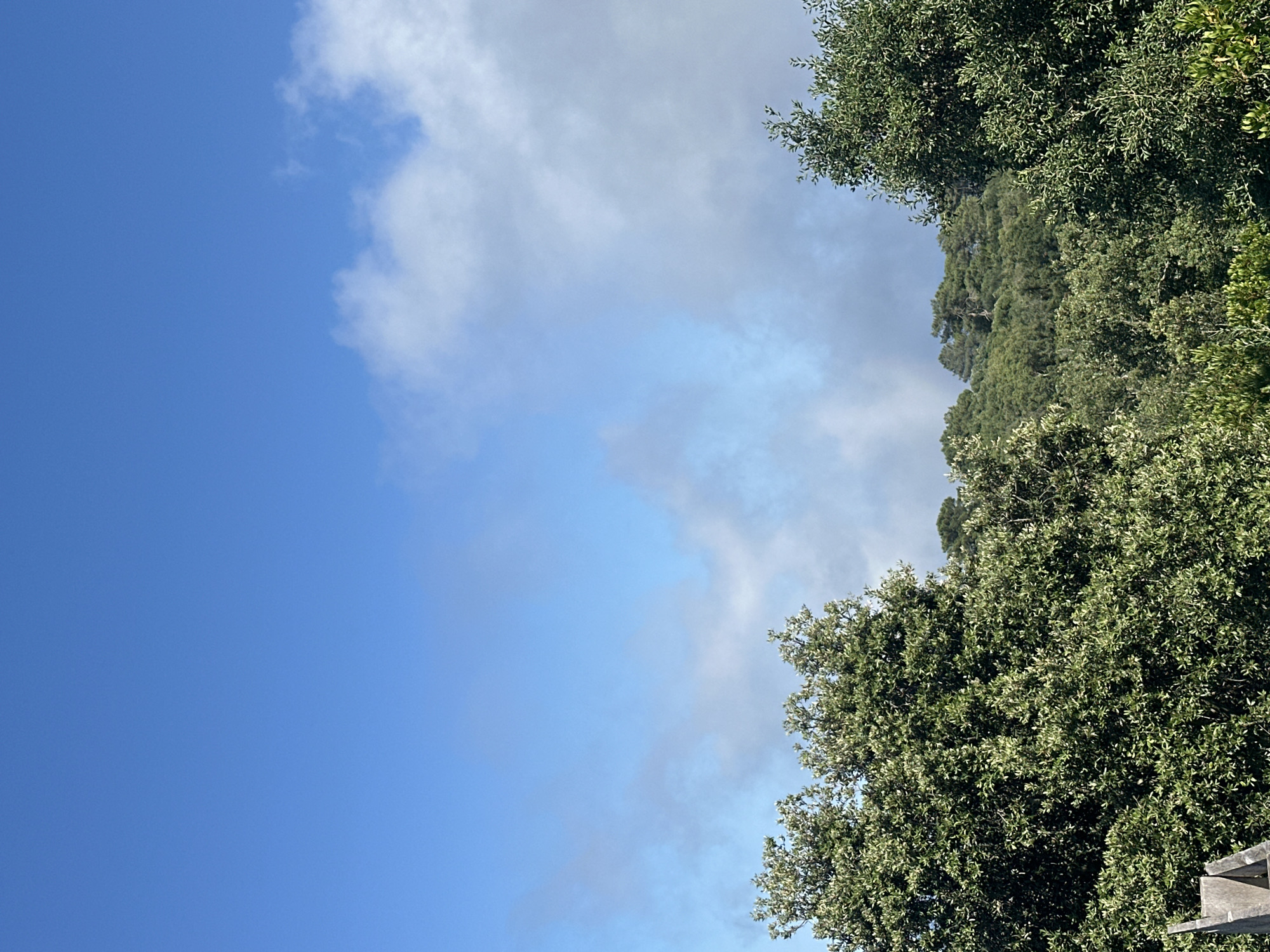 The image captures a clear blue sky with scattered white clouds above a dense canopy of green trees. The foliage is lush, suggesting a temperate or Mediterranean climate, consistent with the coastal region of Tossa de Mar, Spain. The foreground shows the tops of various trees, some with lighter green leaves, while the background features a hillside covered in dark green pine trees. The lighting indicates it is daytime, likely mid-morning or afternoon, with the sun illuminating the scene from an angle that casts subtle shadows on the clouds and trees. There are no people or animals visible in the image. The overall impression is of a natural landscape with a vibrant, healthy ecosystem.
