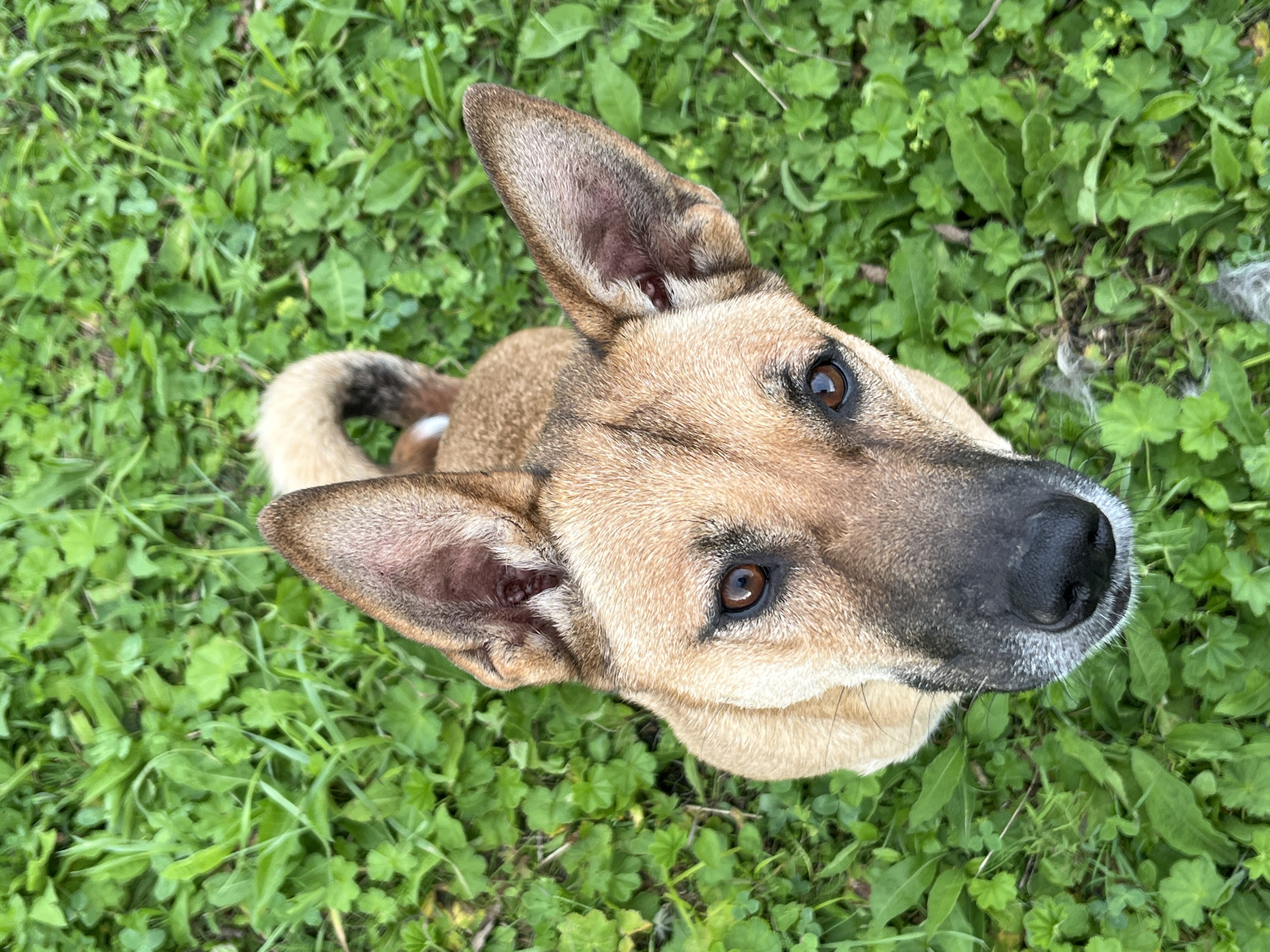 This is a close-up, top-down, portrait-style photograph of a dog outdoors, surrounded by green grass and clover. The dog, a medium-sized canine with tan and black fur, is looking directly at the camera. Its ears are erect, and its tail is curled upwards and to the side. The dog's face is in focus, with its brown eyes and black nose clearly visible. The background is a blur of green vegetation, suggesting a natural or park-like setting. The image is taken in daylight, with natural lighting. There is no indication of the specific location within Nizhny Tagil, Russia.