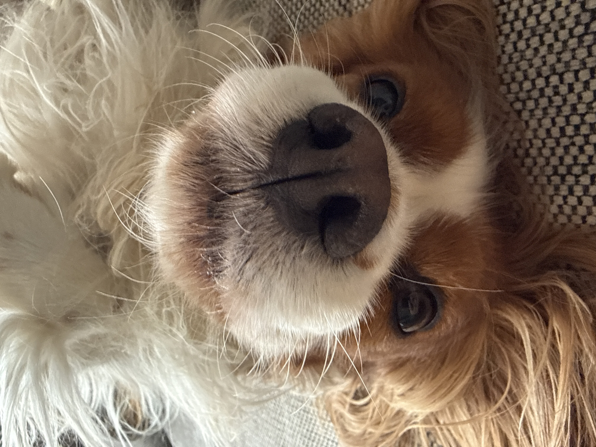 A close-up, slightly angled view captures a Cavalier King Charles Spaniel lying on its back. The dog's nose, predominantly black and prominent, is the focal point. White fur covers the muzzle, extending toward the left side of the image, where it becomes longer and fluffier. The dog's right eye is visible and in focus, exhibiting a dark color. Brown and tan fur surrounds the eye and extends toward the right side of the image. The background appears to be a textured surface, possibly a sofa or blanket. The location is unknown.
