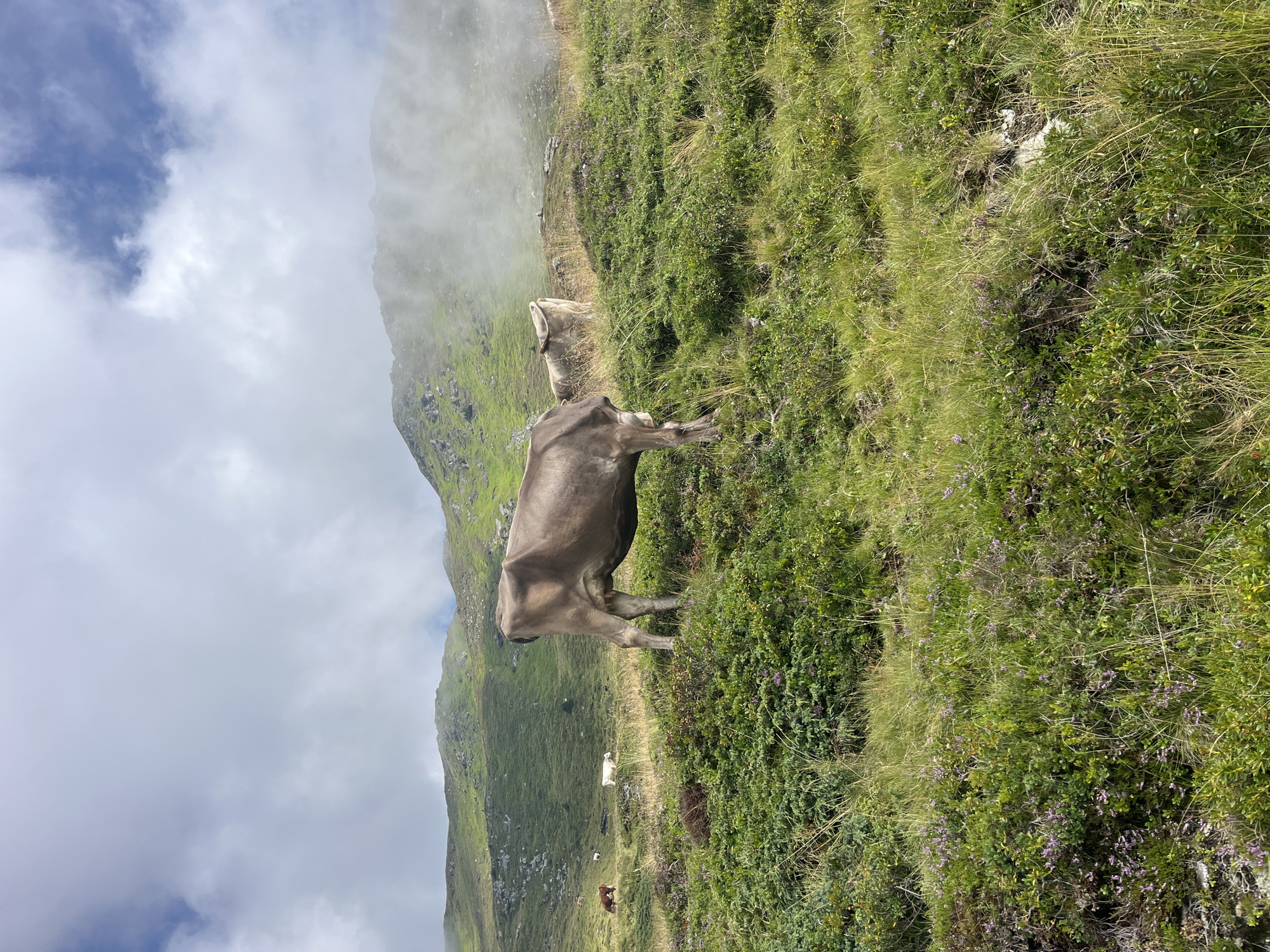 This is a photograph of a herd of cows grazing on a grassy mountainside in Hippach, Austria. The foreground is dominated by lush green grass and low-lying purple flowering plants. In the midground, several cows are visible, including a large brown cow facing away from the camera, and other cows scattered across the slopes. The background features rolling green hills and mountains, with some areas obscured by mist and clouds. The sky is partly cloudy with patches of blue. The overall impression is a serene rural landscape.