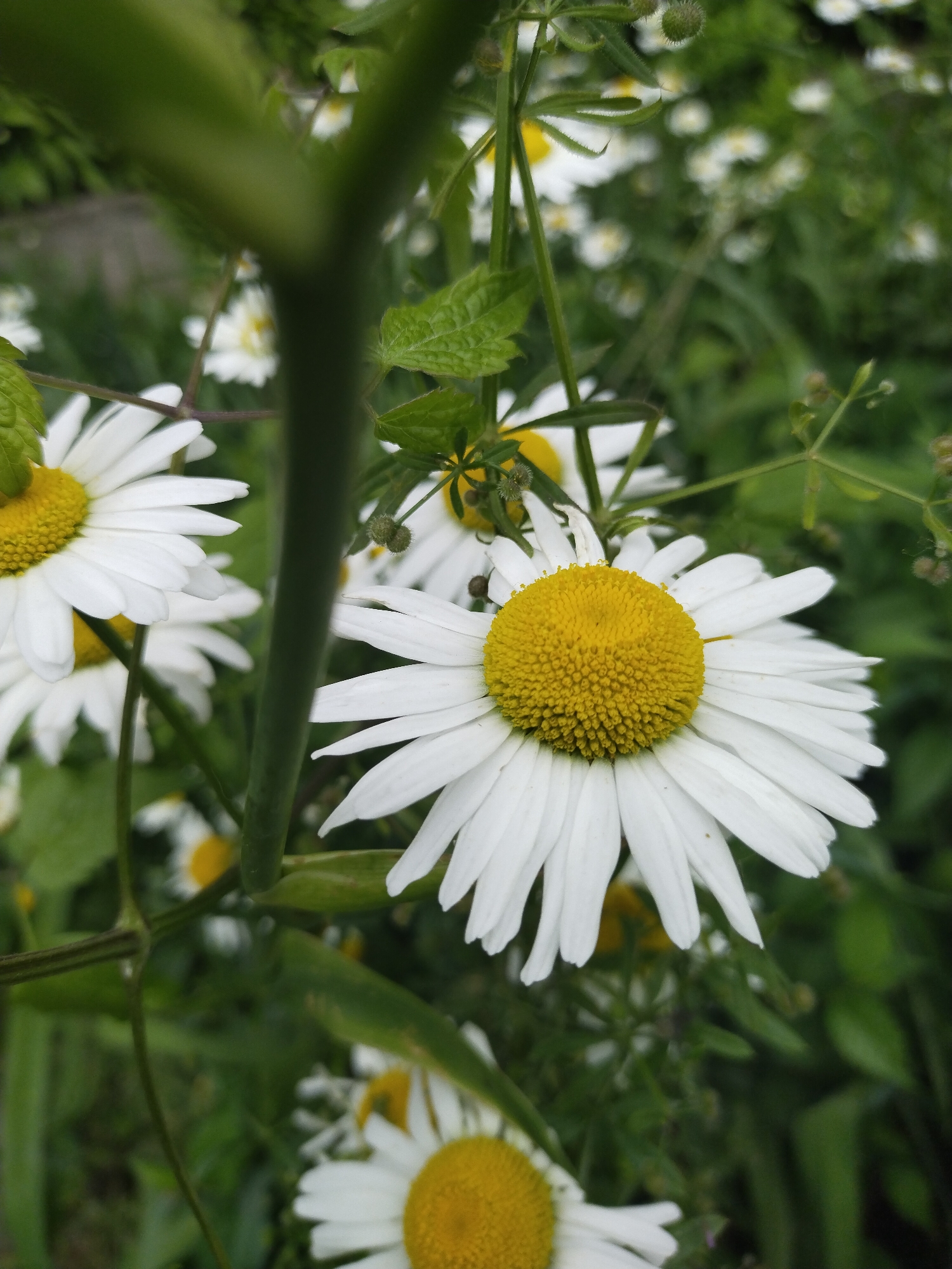 The image is a close-up photograph of several white daisies with bright yellow centers, set in a natural, lush green environment in Horishni Plavni, Ukraine. The primary subjects are the daisies, which appear to be oxeye daisies or marguerites, showcasing their characteristic white ray petals and dense, yellow disc florets.
One large, sharply focused daisy dominates the right side of the frame, its petals and central disk clearly detailed. Another daisy is partially visible on the left, and several more are discernible in the blurred background, contributing to the sense of a thriving patch of wildflowers. A prominent, thick green stem runs diagonally across the upper part of the image, adding depth and a natural framing element, while also partially obscuring some background details.
Interspersed among the flowers and the main stem are various other green leaves and delicate stems, some featuring small, round, possibly burr-like seed pods or buds. The foliage creates a rich, verdant backdrop, with many elements intentionally blurred to draw focus to the foreground flowers. The lighting is soft and natural, suggesting an overcast day or diffused light, which highlights the vibrancy of the whites and yellows against the deep greens. No specific activity is depicted; the scene is a static portrayal of flowers in bloom. There is no visible text within the image.