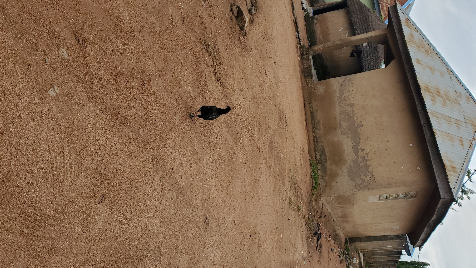 The image depicts a rural scene in Jalingo, Nigeria. In the foreground, a black chicken walks on a dirt path. Behind the chicken, a single-story building with light brown, textured walls and a corrugated metal roof is visible. To the left of this building, another structure with a thatched roof is partially visible. The ground is predominantly a reddish-brown dirt, with some scattered stones and sparse vegetation. The sky is overcast. The overall impression is one of a simple, rural settlement.