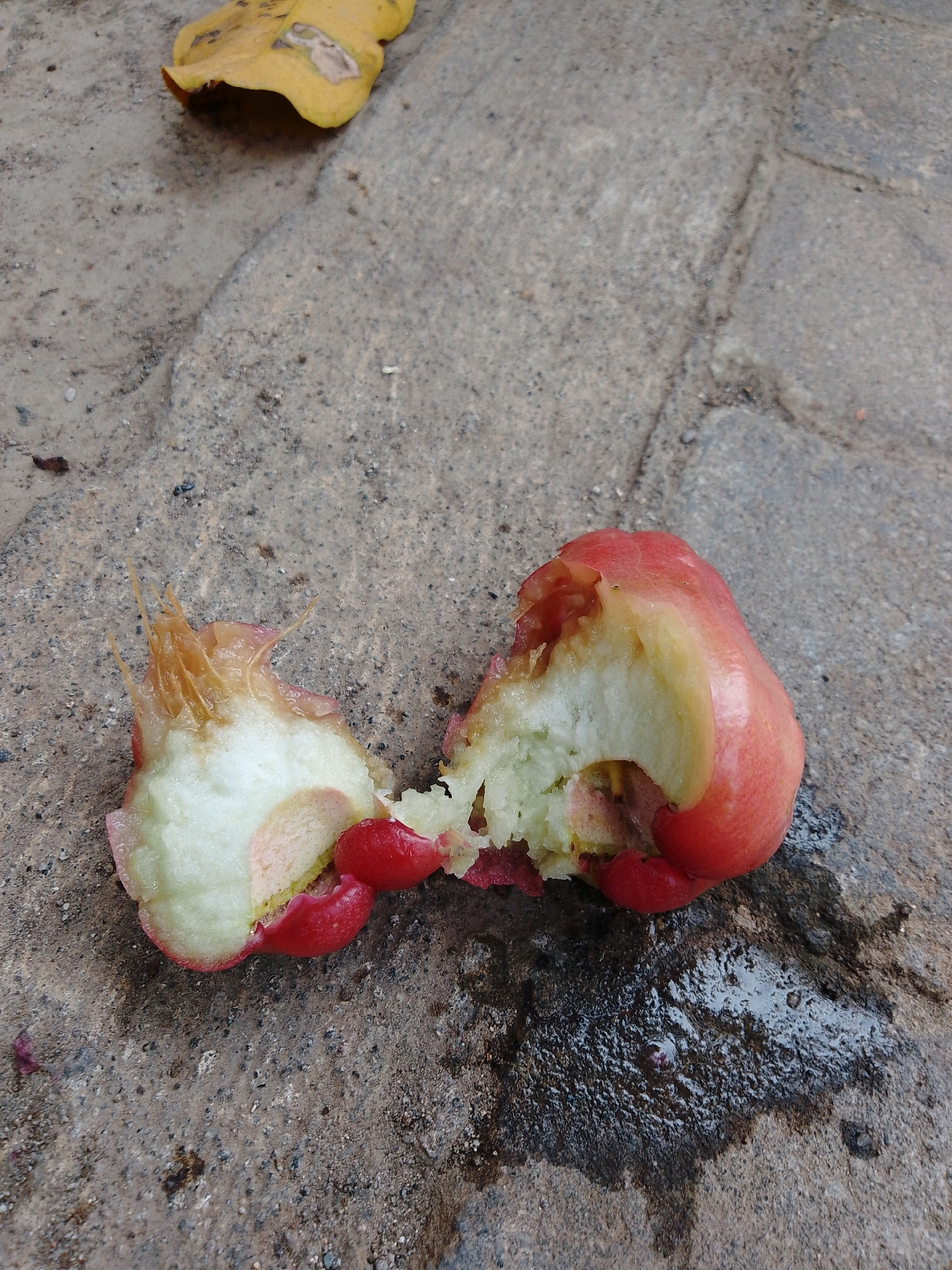 A broken rose apple fruit lies on a paved surface in Cikal, Indonesia. The fruit is pinkish-red on the outside and white with some pinkish flesh on the inside. It appears to have been bitten into, with chunks missing. A yellow leaf is visible in the upper left corner of the image. The paved surface is made of irregular stones and shows signs of moisture and wear.