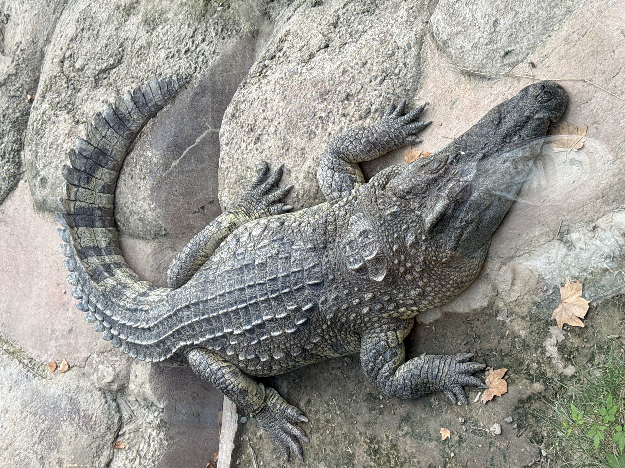 A crocodile rests on a rocky surface. The crocodile's scaly, grey-green body is long and thick, with prominent ridges along its back and tail. Its legs are positioned on the rocks, with visible claws. The environment appears to be an outdoor enclosure, with large, rough-textured rocks and some patches of dry earth and sparse vegetation. Dried leaves are scattered on the ground near the crocodile. The image is taken from a high-angle perspective, looking down on the reptile. There are no people visible in the image. The scene is likely part of a zoo or wildlife park.