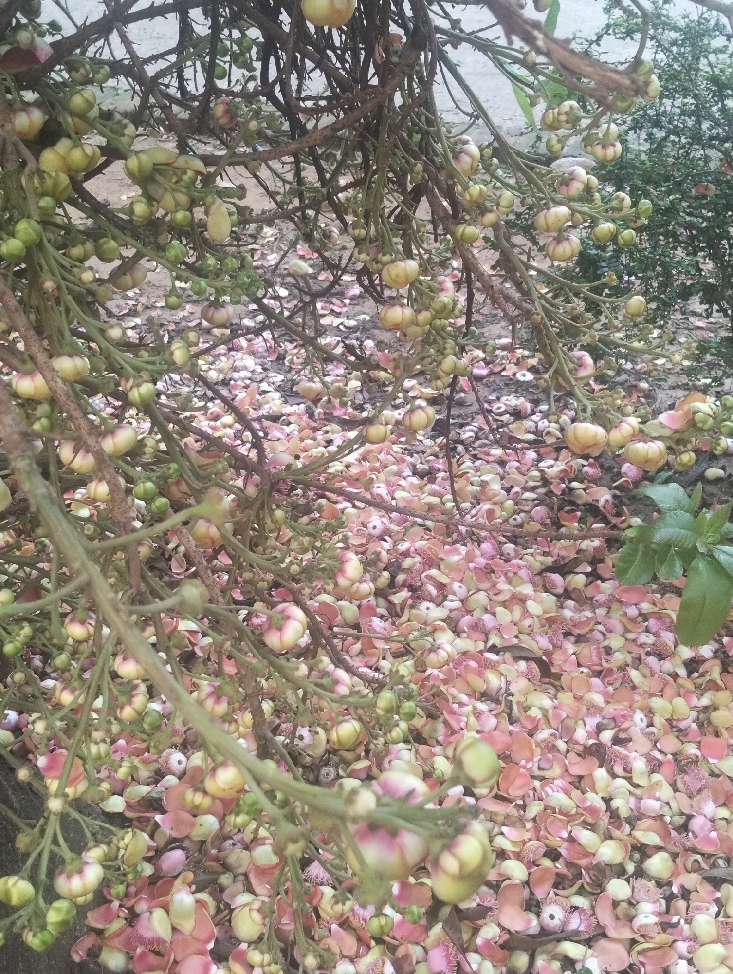 The image shows a close-up view of a cannonball tree (Couroupita guianensis) in bloom, likely located in Dhaka, Bangladesh. The tree's branches are laden with spherical, green and light yellow fruit-like flower buds. The ground beneath the tree is covered with fallen pink and white petals from the flowers. There are a few green plants visible in the background. The overall impression is of a profusion of flowering blossoms and petals carpeting the ground.