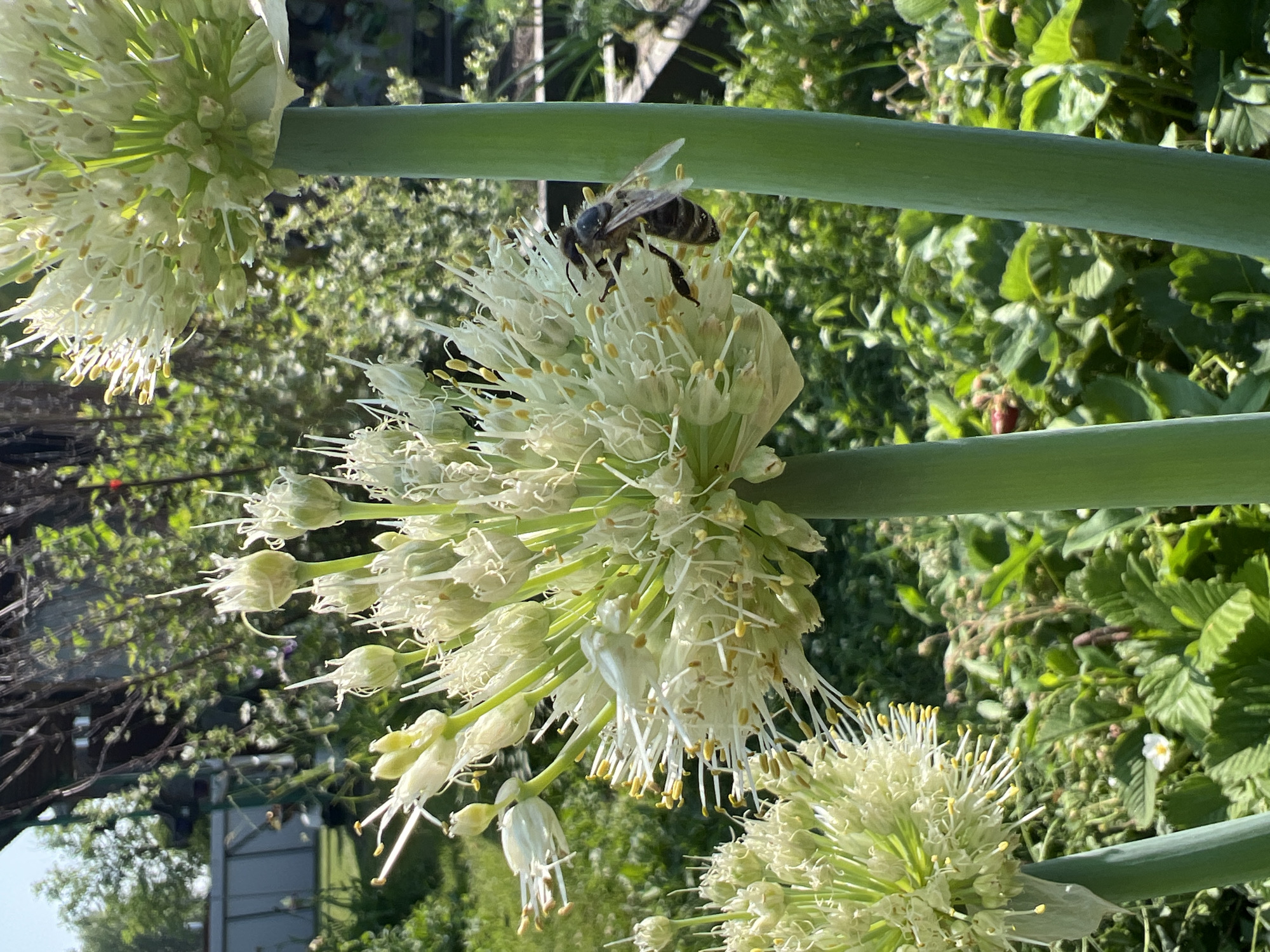 A close-up shot captures a bee actively pollinating the blooming white flower of an onion plant. The onion flower is a dense spherical cluster of smaller white blossoms with yellow anthers. The bee is positioned on the flower, its body angled as it collects nectar. In the background, out-of-focus greenery suggests a garden environment with lush foliage and other plants. The image appears to be taken outdoors during daylight hours, likely in a garden or agricultural setting. No specific features identify it as being in Mochische, Russia.