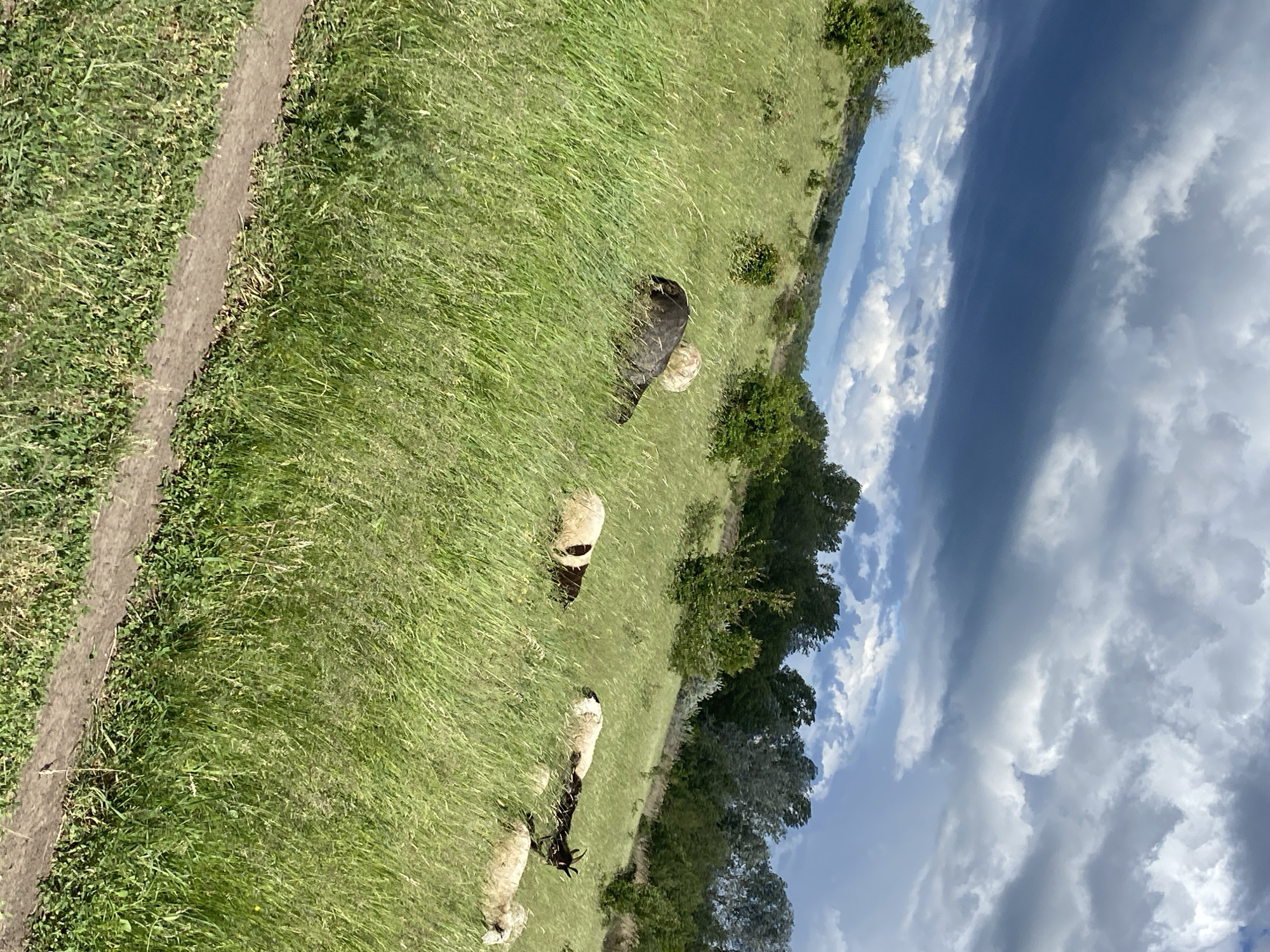 The image shows a grassy field with several sheep grazing. A narrow dirt path runs along the left edge of the frame. Trees line the right side of the field, and a cloudy sky fills the upper portion of the image. There is no information to indicate the location in Ustyvytsia, Ukraine.