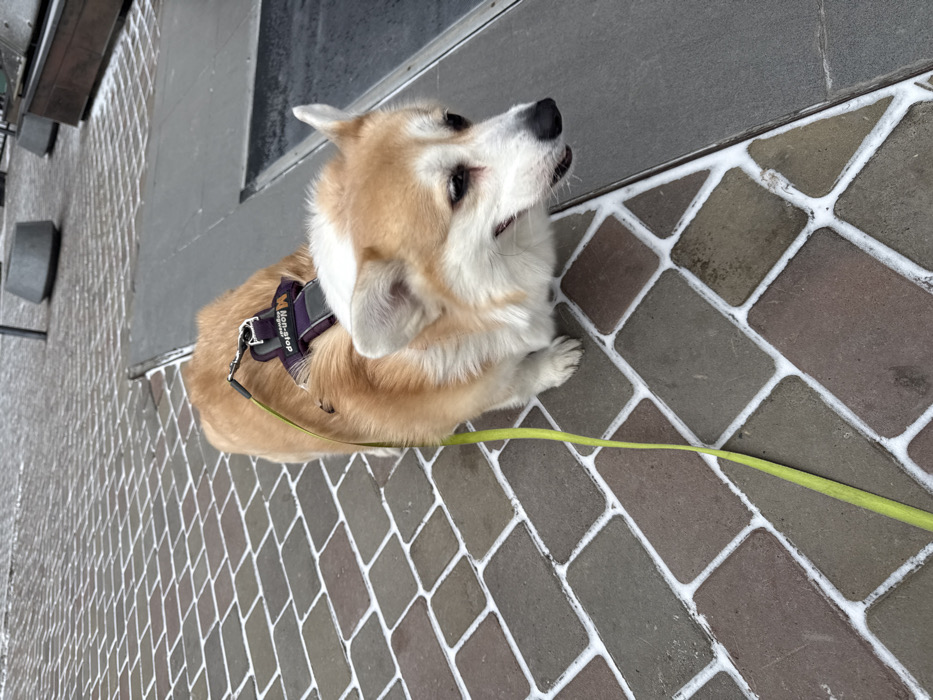 A tan and white corgi wearing a purple harness and green leash stands on a brick walkway. The dog looks upward, possibly anticipating a treat or command. The bricks are rectangular and bordered with a white substance, perhaps grout or snow. A grey surface appears above and to the left of the dog, possibly part of a building or sidewalk. The overall scene suggests an urban or semi-urban setting.