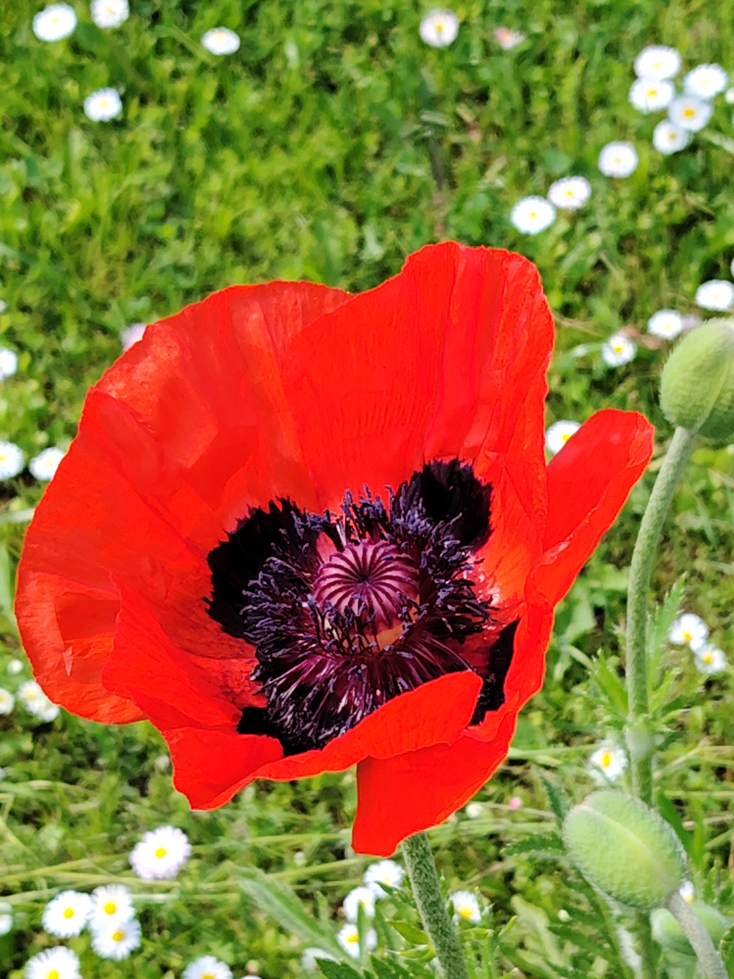 A close-up, eye-level shot focuses on a vibrant red poppy bloom in the foreground, its delicate petals a stark contrast against a blurred background of green grass and small white wildflowers. The poppy's dark, almost black center is adorned with a starburst of purple stamens. To the right of the main flower, a fuzzy green poppy bud stands erect on its stem, hinting at future blooms. The overall impression is one of natural beauty and a peaceful, outdoor setting, possibly a garden or meadow.
