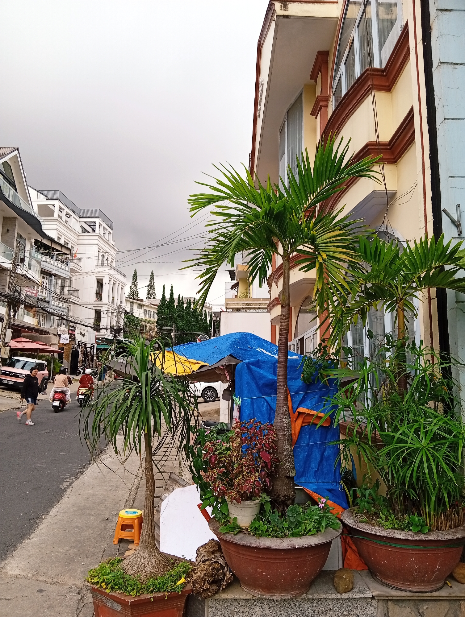 This image depicts a street scene in Da Lat, Vietnam, on an overcast day. The foreground features several potted plants, including two palm trees, and a smaller plant with red and green leaves in a white pot. Two large, terracotta-colored planters are prominent, one on the left and one on the right, both containing lush green foliage. A small orange plastic stool is visible on the sidewalk. The middle ground shows a street with a few people and motorbikes. A woman in a black jacket and shorts walks on the sidewalk, and two people are riding motorbikes in the street. A pink car is parked on the left side of the street. The background consists of a row of buildings lining the street, with varying architectural styles. The buildings are mostly multi-story structures, some painted in cream and yellow with red trim, others appearing to be hotels or shops with balconies. Tall, slender pine trees are visible further down the street. Power lines are strung across the sky, typical of urban environments. A blue tarp is draped over something in the middle ground, partially obscuring a section of the buildings. The overall impression is of a bustling, residential or commercial street in a Vietnamese city.