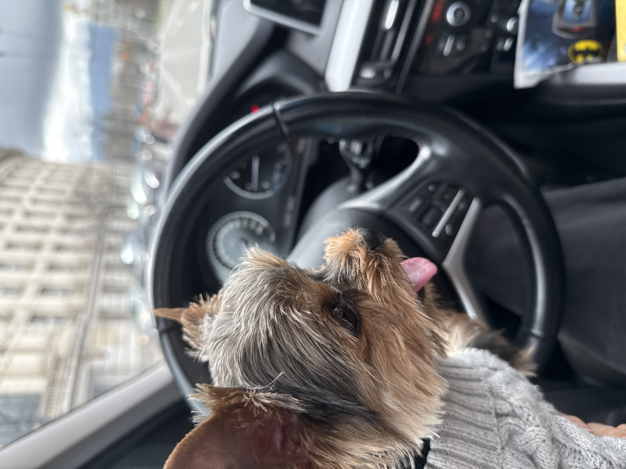 A Yorkshire Terrier dog is inside a vehicle. The dog's head is near the steering wheel and part of the dashboard. Through the window, buildings are visible, possibly in an urban environment, suggesting the city of Sofia, Bulgaria. There is an object on the dashboard. The vehicle is parked on the street. The image is taken from the interior of the vehicle, focusing on the dog and the view outside.
