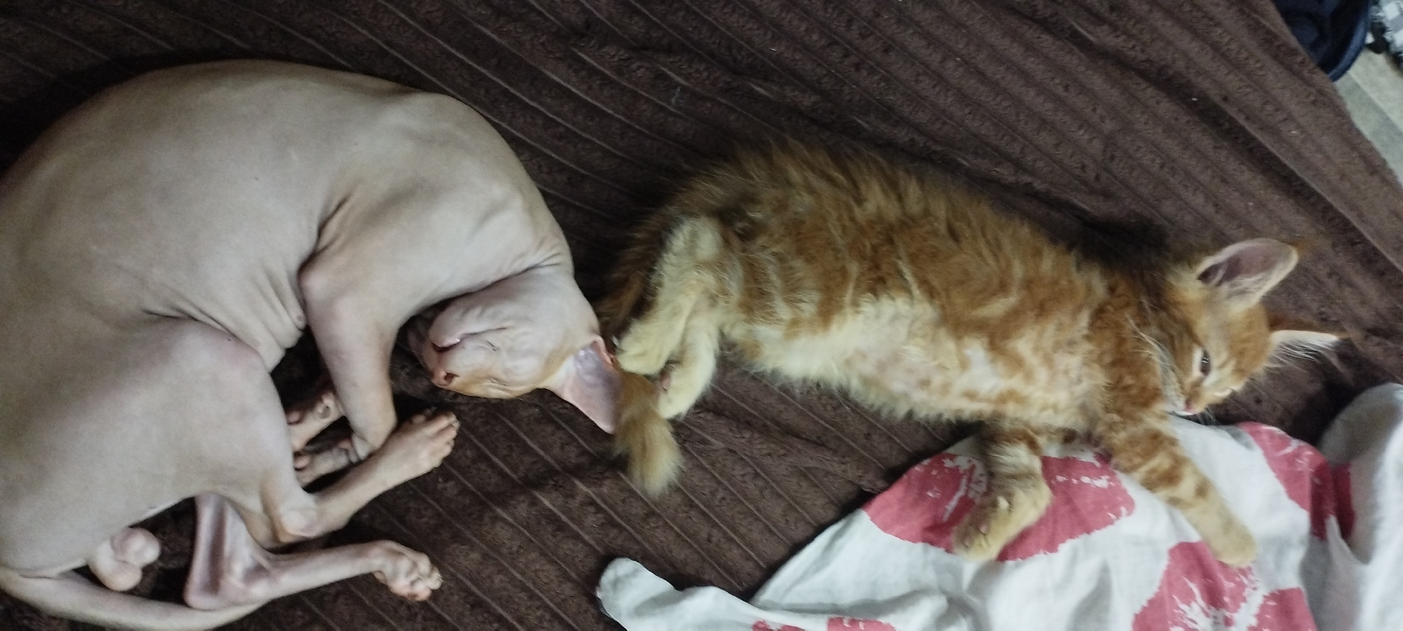 In Pokosnoe, Russia, two cats are sleeping on a brown, textured surface, possibly a blanket or bed. The cat on the left is a hairless Sphynx cat with light pinkish-tan skin, curled into a ball with its head tucked under its body. Its ears are large and prominent. The cat on the right is a fluffy orange tabby kitten, also sleeping. Its fur has distinct stripes. The kitten is lying on its side with its belly exposed and its paws tucked in. It is partially on top of a white fabric with red abstract markings. The overall scene depicts a moment of peaceful rest for the two felines.