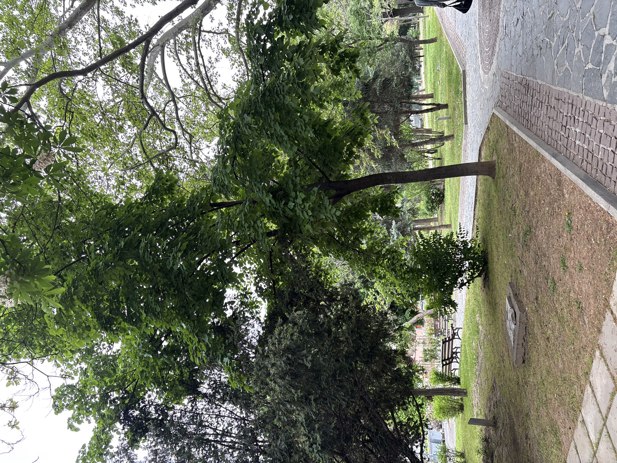 The image depicts a park scene in Blagoevgrad, Bulgaria. The location is characterized by lush greenery, including mature trees with dense foliage that frame the view. A paved pathway runs along the right side of the frame, its surface a mix of gray and reddish-brown stone patterns. Adjacent to the path is a grassy area that transitions from green to slightly dry and brown. Within the grass, there are benches placed for seating, and what appears to be a concrete structure. The lighting suggests it's daytime with overcast or partially cloudy conditions. The presence of various tree species indicates a well-maintained and diverse urban park environment.