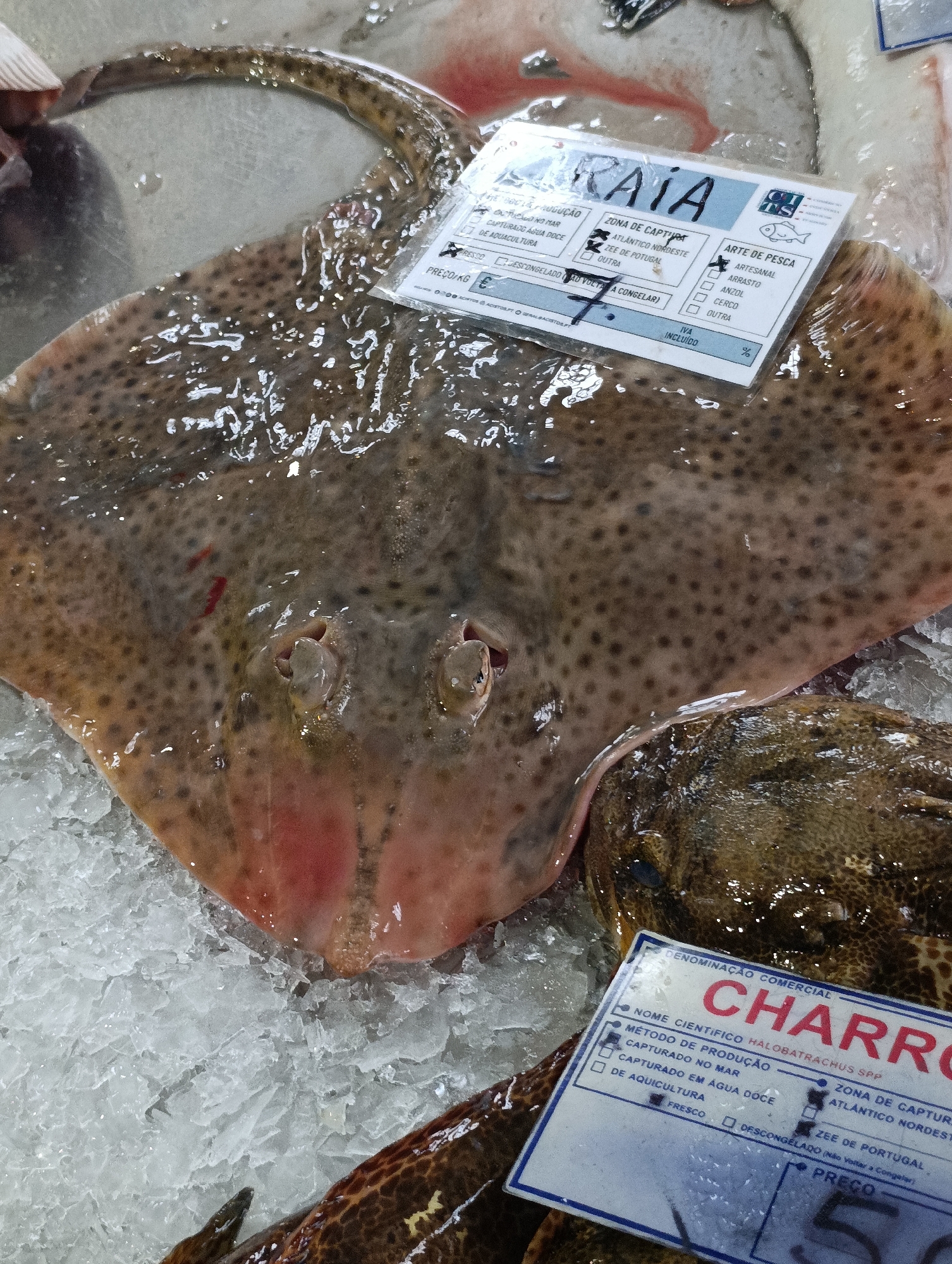 A close-up, overhead shot captures a whole, raw ray fish resting on a bed of crushed ice. The fish is light brown with dark spots and has a wide, flat body and a long tail. A white label is attached to the fish with a plastic clip. The label is partially obscured by water and ice, but some text is visible, including "RAIA" and "CHARRO." The fish appears to be fresh, with its skin glistening under the light. The overall scene suggests a fish market setting, likely in Setúbal, Portugal, given the mention of "ZEE DE PORTUGAL" on the label. The background is blurred but appears to consist of more fish and ice.