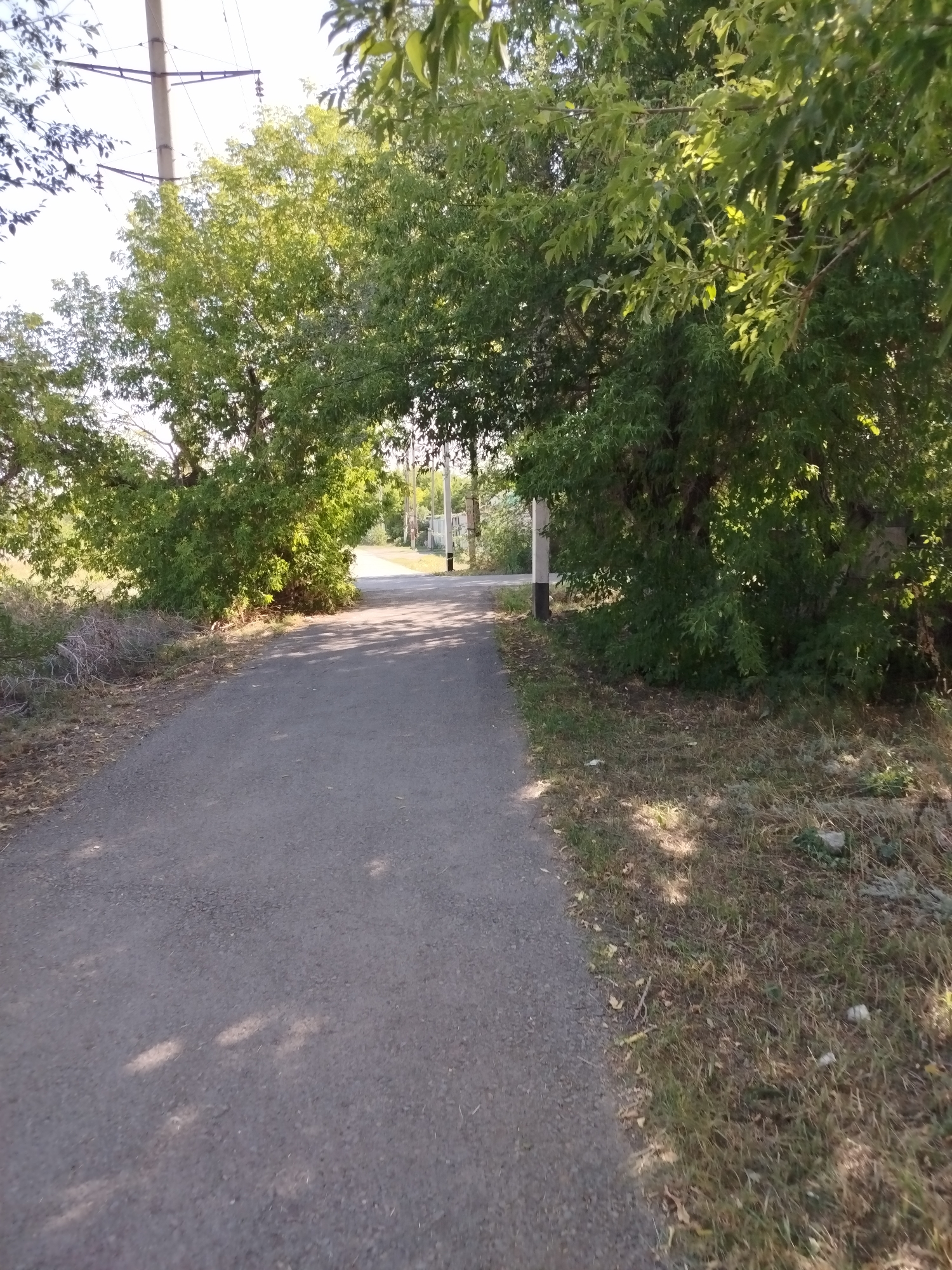 An asphalt road winds through a green, tree-lined area under a bright sky. On the left, a large tree with lush green leaves arches over the road. To the right, dense foliage creates a shaded area. In the distance, more trees and utility poles are visible along the road. The ground beside the road is covered with dry grass and scattered leaves. The lighting suggests it is daytime, with dappled sunlight creating patterns on the road.