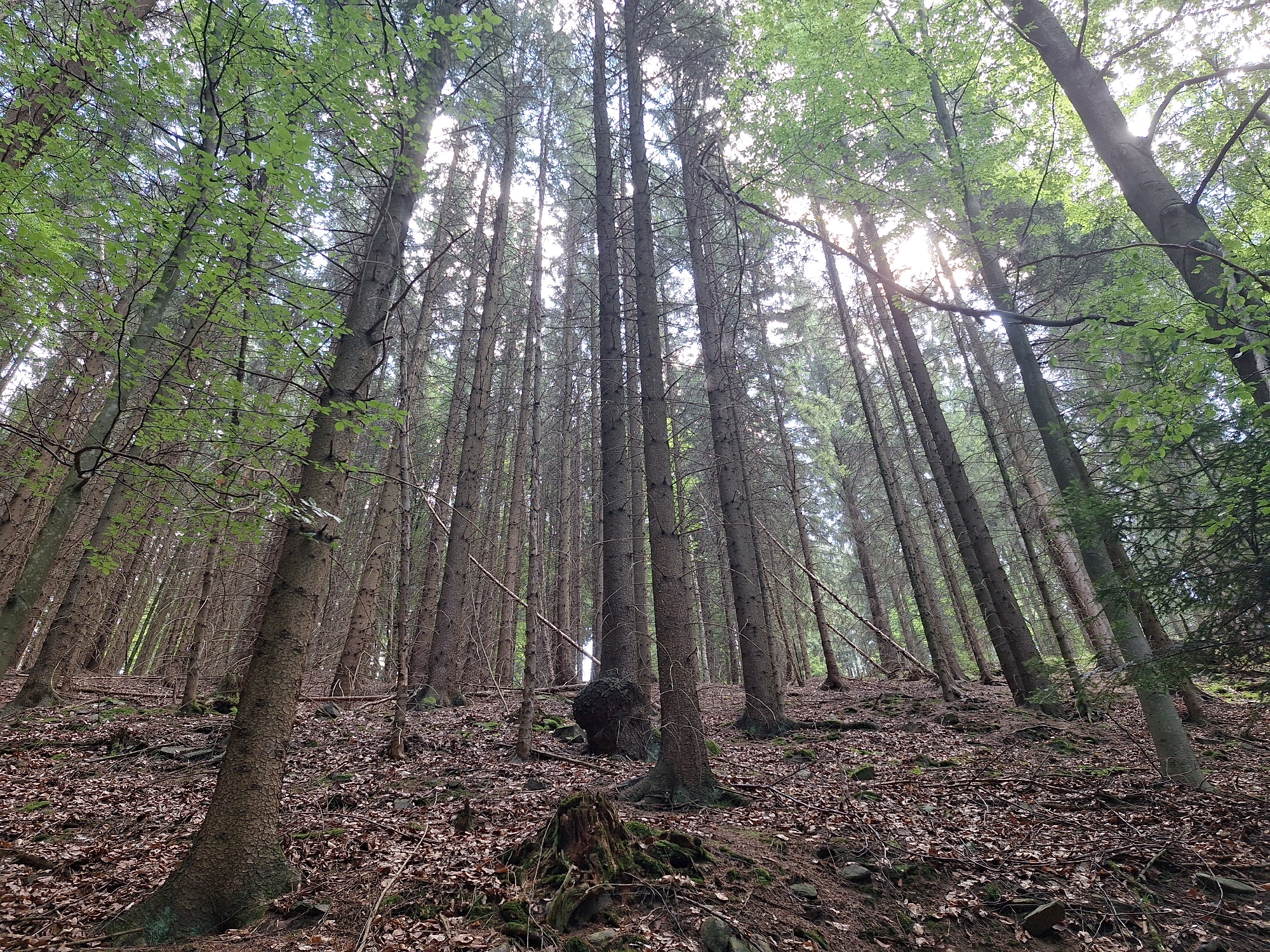 The image depicts a dense forest with tall, slender trees, likely conifers, reaching towards the sky. Sunlight filters through the canopy, creating dappled light on the forest floor, which is covered with fallen leaves, twigs, and scattered rocks. The ground appears uneven and slopes upwards. A large, dark, bulbous object, possibly a gnarled tree trunk or a root structure, is visible amidst the trees in the middle ground. In the foreground, a moss-covered tree stump is prominent. The overall impression is of a natural, undisturbed forest environment. The specific location within Großolbersdorf, Germany, is a forest area, but no specific landmarks or identifying features are discernible from the image alone. There are no people or animals visible in the scene.
