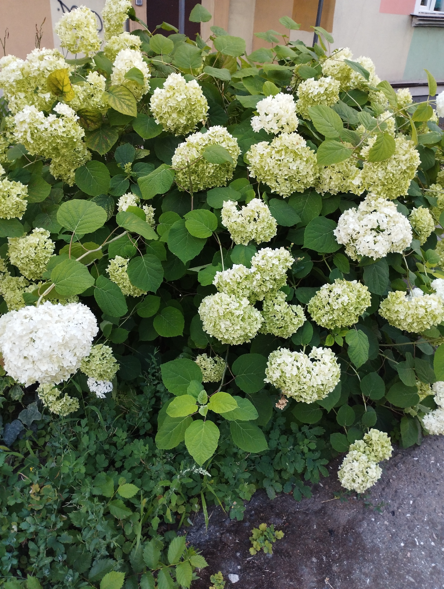 A close-up, eye-level outdoor shot showcases a lush, dense hydrangea bush in bloom. The bush is full of large, spherical clusters of small, white and pale green florets, interspersed with broad, dark green leaves. Some of the flower heads are fully white, while others are transitioning to a lighter green. The plant is situated alongside a textured, dark grey paved surface, possibly a sidewalk or street, with scattered small green weeds growing between the paving stones. In the background, a building facade with light-colored walls and a visible window is partially visible. The lighting suggests it is daytime, with soft shadows indicating overcast conditions or the absence of direct sunlight. There are no people or animals present in the frame. The scene appears to be a typical urban green space.