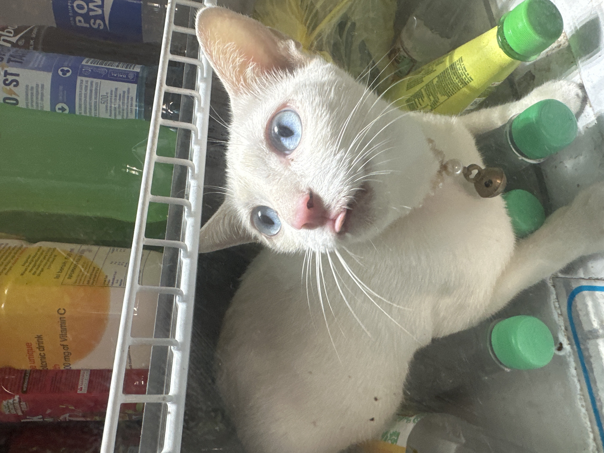 A white cat with bright blue eyes is positioned on a refrigerator shelf amongst various bottled drinks. The cat is looking up and to the right with its tongue sticking out slightly. It is wearing a collar with a small bell and bead. Several green-capped bottles are visible, along with other beverage containers. The scene appears to be indoors, potentially a home refrigerator.