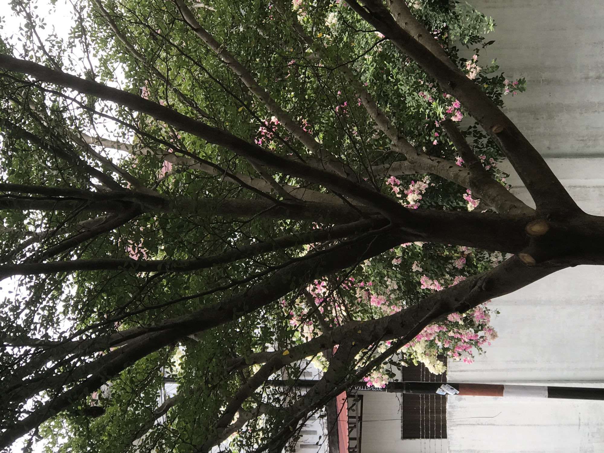 The image shows a tree with green leaves and pink and white flowers against the backdrop of a white building. The tree branches are bare and dark in color. The photograph is taken from below, looking up into the tree. The location is identified as the city of Lhokseumawe, Indonesia. The image appears to be rotated sideways.