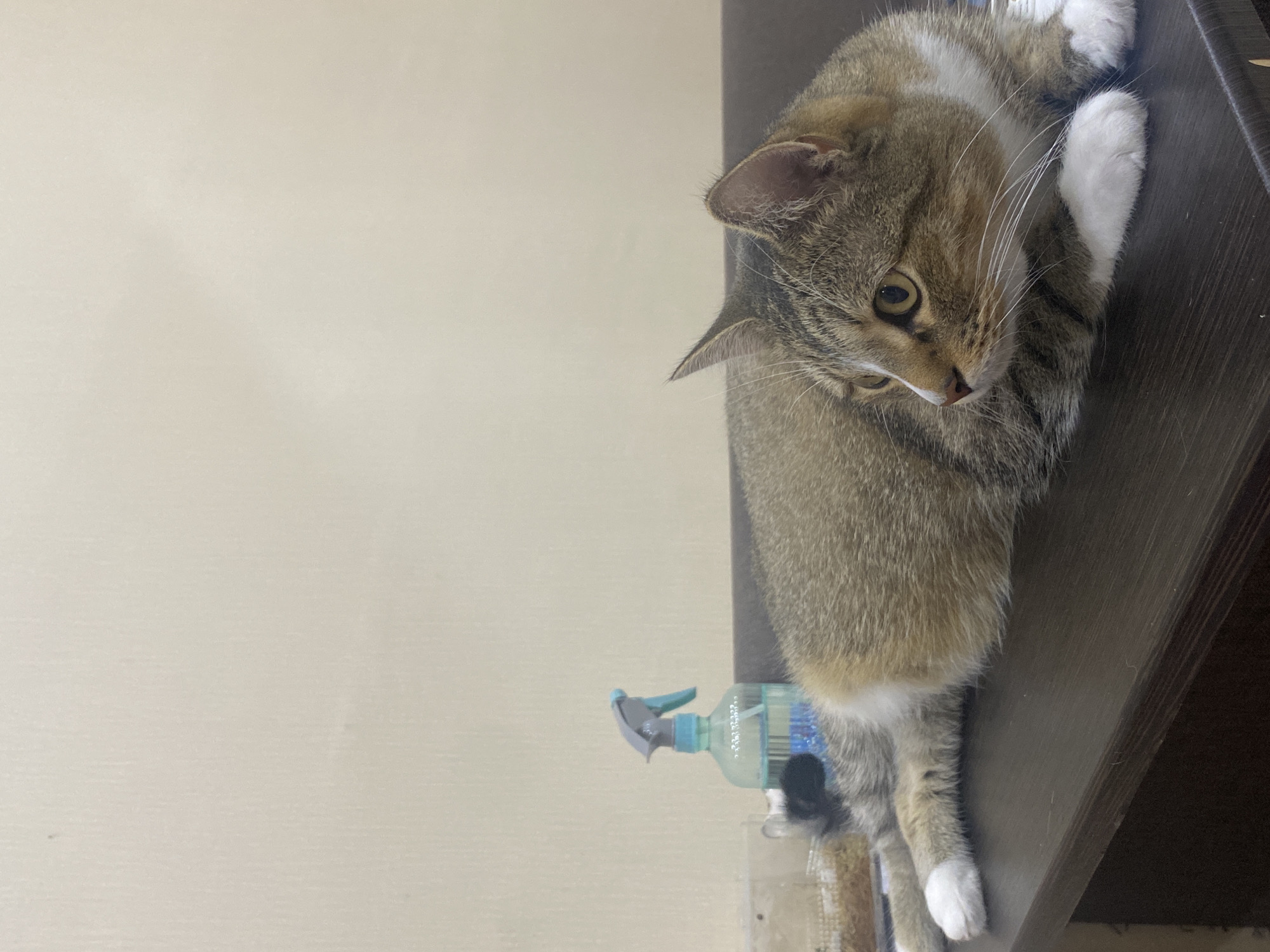 An adult tabby cat with white paws and chest lies on a dark wooden surface, possibly a table or desk. The cat is facing to the right, with its head turned slightly, looking off-camera. Its eyes are yellow and alert. Behind the cat, a clear plastic spray bottle with a light blue trigger and a blue liquid is visible. The background is a plain, light-colored wall. The scene appears to be indoors. The image does not contain information about its location in the city of Novokuybyshevsk, Russia.