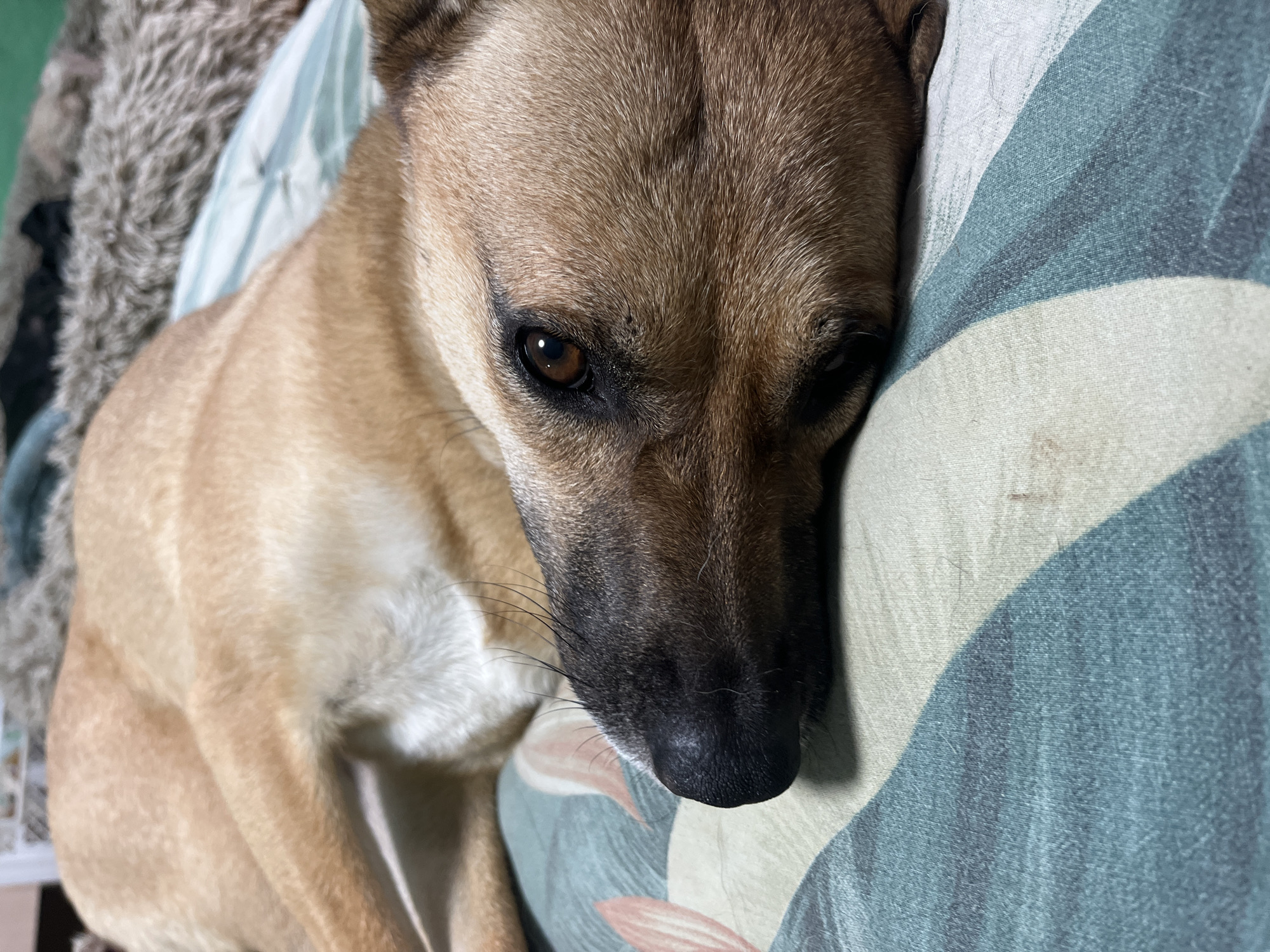 This media file shows a close-up, eye-level shot of a tan-colored dog resting on a bed. The dog's head is turned to the right, with its face resting on a pillow. The pillow has a pattern of abstract shapes in shades of green, blue, and white, with some light pink elements. To the left of the dog, a textured gray blanket or rug is visible, adding a contrast in texture.
The dog's fur is short and appears smooth, with darker shading around its eyes and muzzle. Its eyes are a deep brown and appear calm, suggesting a relaxed or sleepy state. The lighting is soft, indicating it could be indoors during the day or evening. There are no visible signs of text in the image. The overall mood is peaceful and intimate, focusing on the dog's comfort and repose. The setting appears to be a domestic environment, likely a bedroom.