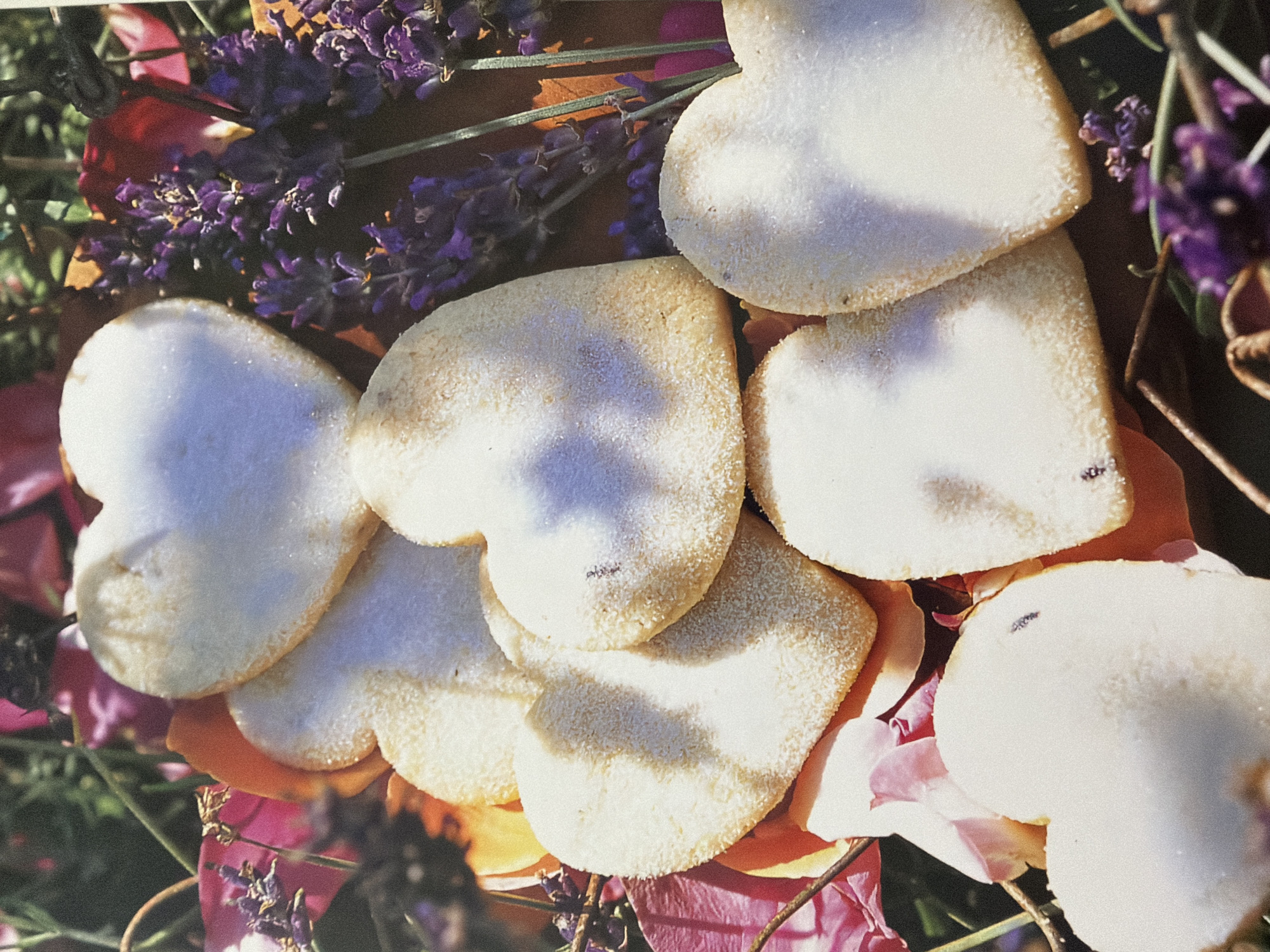 A close-up, overhead shot captures an arrangement of heart-shaped cookies interspersed with lavender sprigs and rose petals. The cookies, dusted with what appears to be granulated sugar, vary slightly in their golden-brown edges. Some cookies show darker speckles, possibly from the baking process. The vibrant purple of the lavender and the soft pink and orange hues of the rose petals create a visually appealing contrast with the pale cookies. The overall lighting suggests an outdoor setting, likely in natural daylight, casting soft shadows and highlighting the textures of the elements.