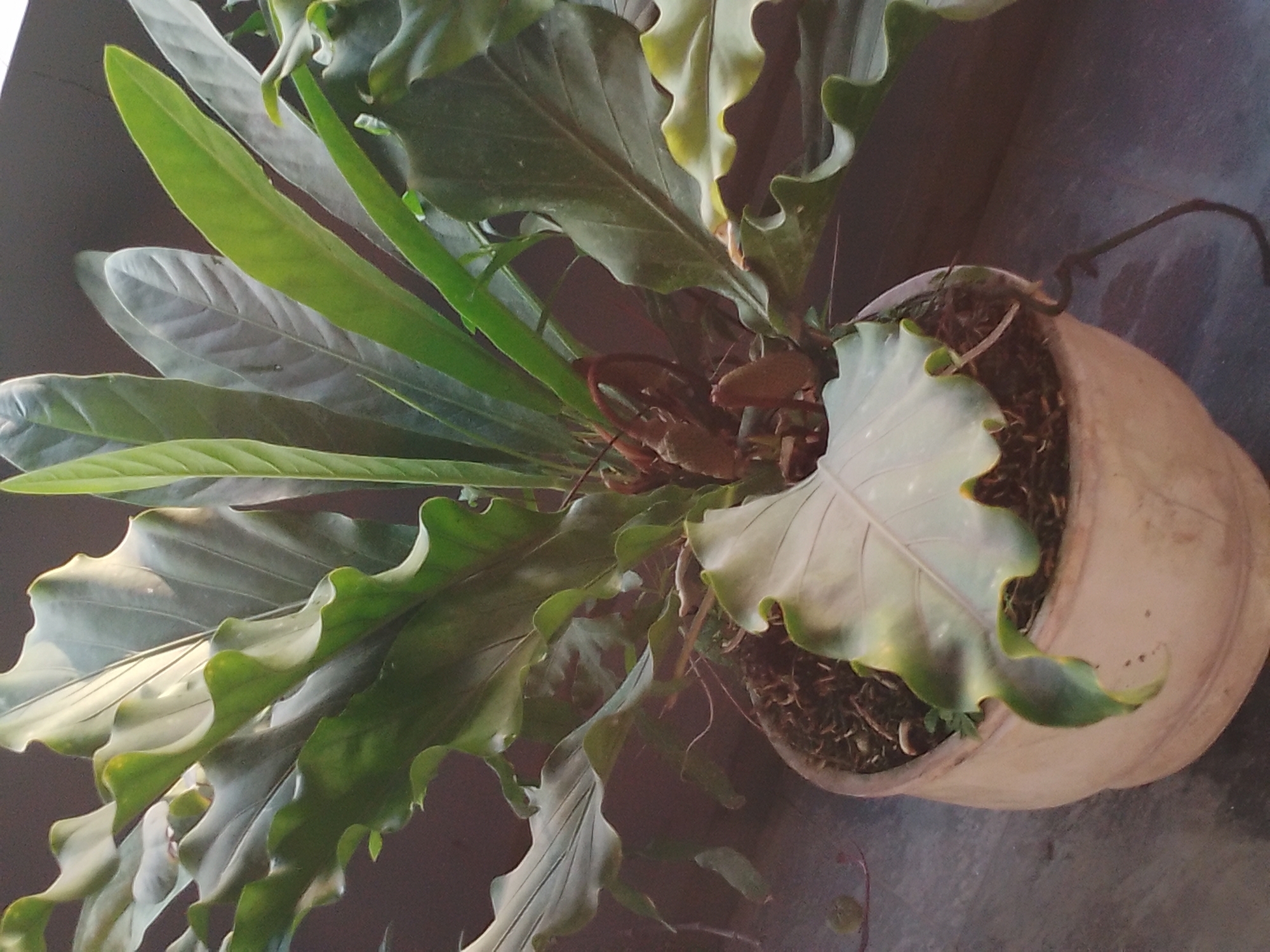 A potted plant with large, wavy green leaves sits on a gray surface. The plant is in a light-colored, round pot. The background is dark. The image appears to be taken indoors, possibly in Batu, Indonesia, based on the plant and pottery style which is common in Indonesian households.