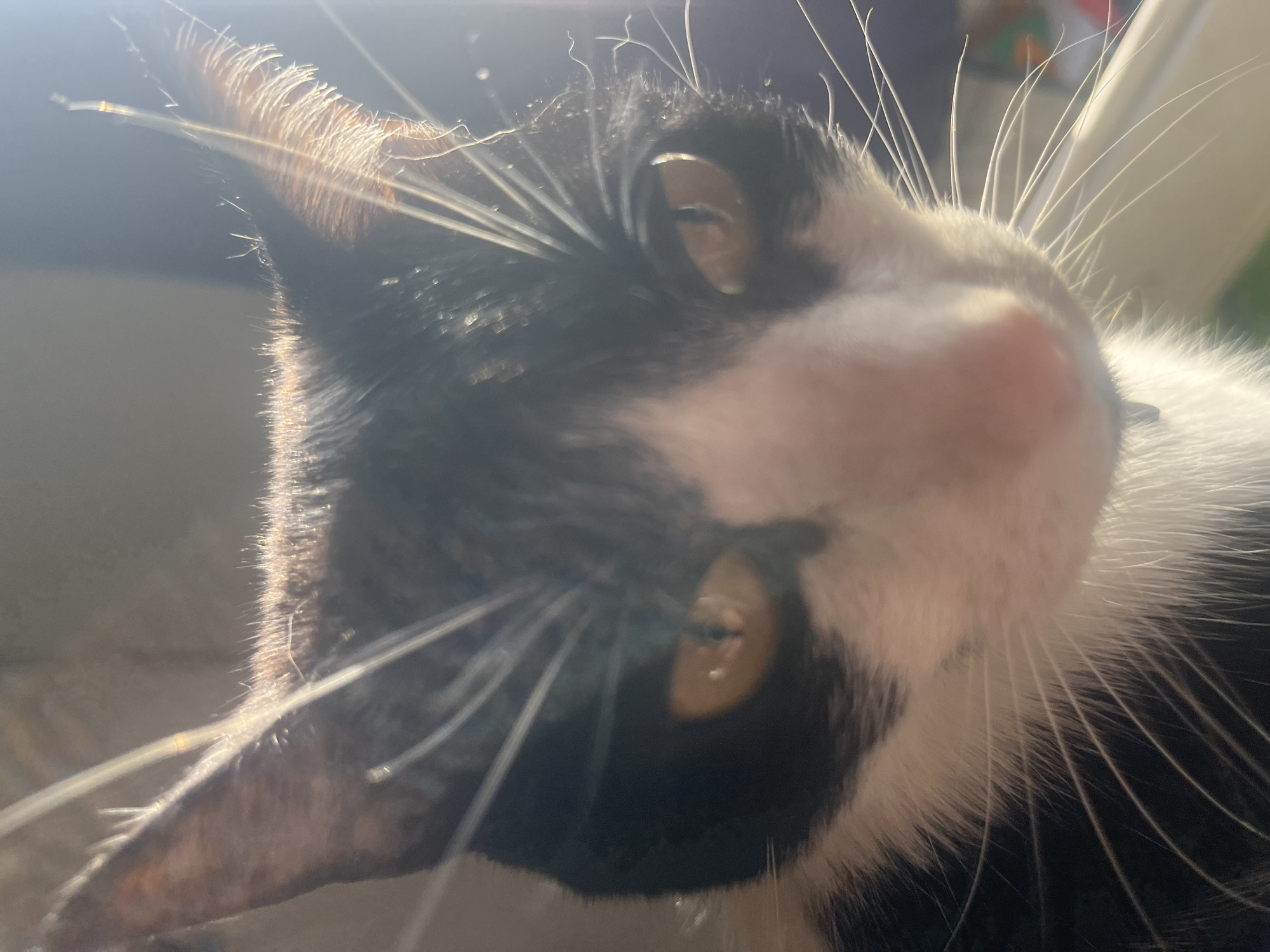 A close-up, high-angle shot captures the face of a black and white (tuxedo) cat, its head tilted to the side. The cat's gaze is directed towards the viewer with large, golden-yellow eyes. Its pink nose and mouth area are visible amidst a dense array of long, white whiskers that radiate outwards. The fur around its face is primarily black with distinct white patches, including a prominent white muzzle and areas around its neck and chest.
Strong, bright natural light, possibly sunlight, illuminates the scene from the upper left, creating a luminous halo effect on the cat's fur, particularly highlighting the edges of its ears and individual whiskers. This backlighting gives a soft glow to the fine hairs on its ear and cheek, emphasizing their texture. The background is entirely out of focus and appears indistinct, suggesting an indoor or sheltered setting with the light source coming from an opening like a window. The cat appears calm and inquisitive. There is no visible text in the image. The location context provided is Ushuaia, Argentina, though no visual cues within the image confirm this specific location.