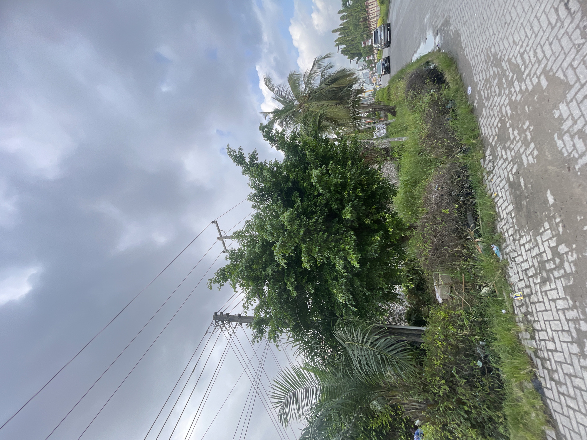 The scene is located in Moba, Nigeria. The weather appears overcast, with a grey sky covered in heavy clouds. Along the right side of the frame is a paved walkway with a pattern of interlocking blocks. Next to the walkway, there is a strip of overgrown vegetation, including grasses, bushes, and litter.
Several trees are present, including a large, leafy tree in the center of the frame and palm trees in the background. Utility poles with power lines cross the sky, adding a sense of urban development. Further in the background, it is possible to see cars parked or moving along a road.