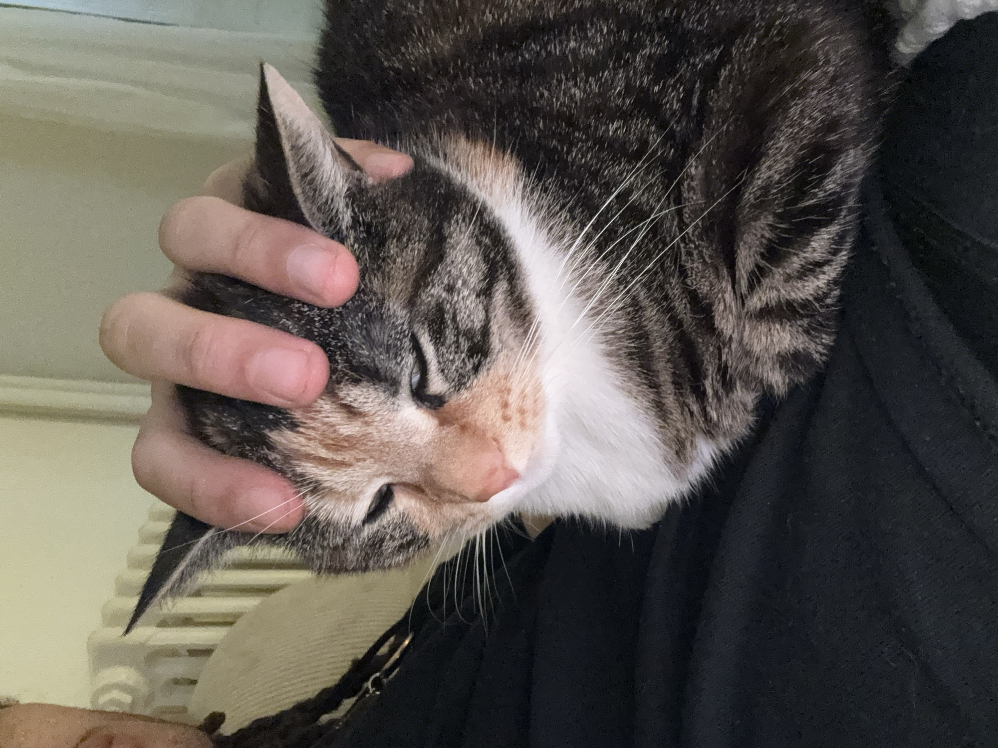 The scene takes place indoors in Paris, France. A human's right hand is positioned on the head of a calico tabby cat, which has its eyes partially closed. The cat exhibits a pattern of dark brown, black, orange, and white fur, with a prominent white chest and muzzle. A portion of the human, featuring dark skin and braided hair, wearing a dark garment, is visible on the left. The background includes a light-colored wall or curtain and a white, vertically ribbed radiator, characteristic of a residential interior.