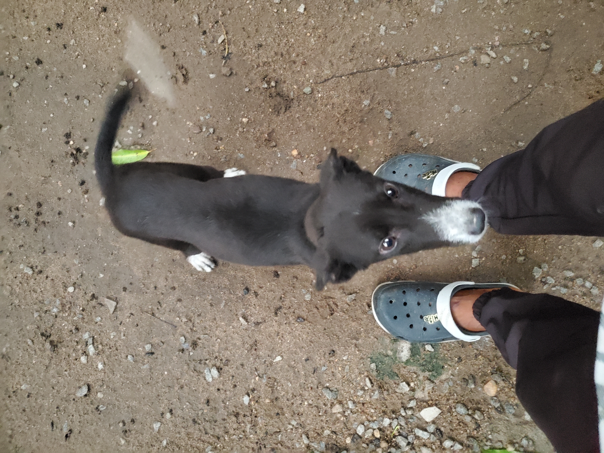 A black and white dog stands on dirt and gravel next to a person wearing black pants and grey Crocs. The dog is looking up at the person. The scene is in Mararaba, Nigeria.