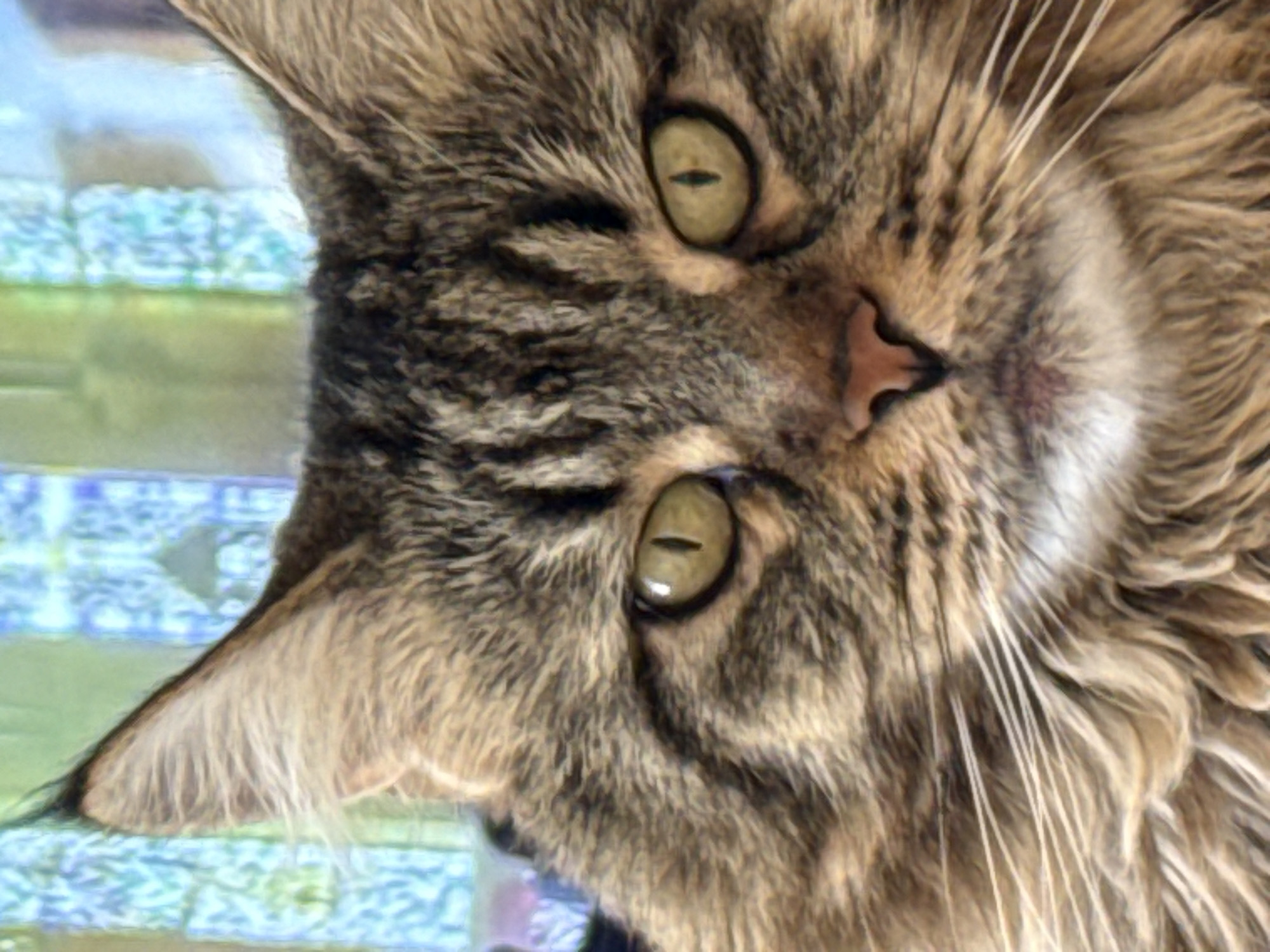 A close-up, frontal portrait depicts a long-haired domestic cat, consistent with a Maine Coon breed, situated in Izhevsk, Russia. The cat displays a brown tabby fur pattern with distinct dark stripes visible across its forehead, cheeks, and body, transitioning to lighter, cream-colored fur on its lower muzzle and chin. Its prominent ears feature noticeable tufts of hair. The cat's eyes are oval, exhibiting yellowish-green irises with vertically constricted pupils, indicating either alertness or exposure to bright illumination. A moist, pinkish-brown nose is centrally positioned on the face, above which numerous long, white whiskers extend laterally. The background is rendered in extreme blur, presenting an abstract composition of light blue, green, and white hues, consistent with an indistinct indoor environment or a blurred light source behind the subject.