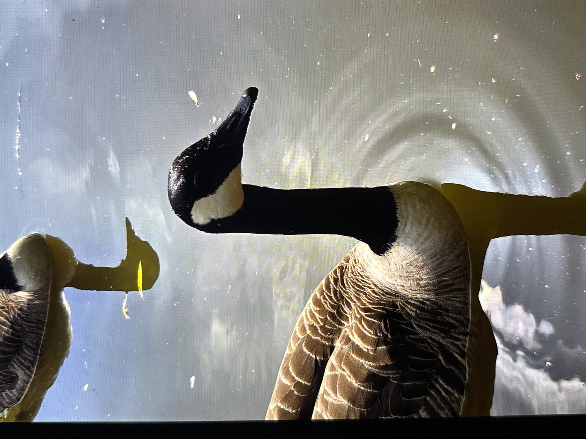 A close-up image shows two Canada geese. The goose on the right is in focus, displaying brown and white feather patterns on its body. The goose's long neck is black with a white patch on the cheek. The beak is also black. The second goose is partially visible on the left side of the image and is out of focus. The background is a blurry gray and white, which appears to be a body of water. The image shows imperfections, like a scratch line on the top left corner of the image. I have no information that the image was taken in Reigate and Banstead, United Kingdom.