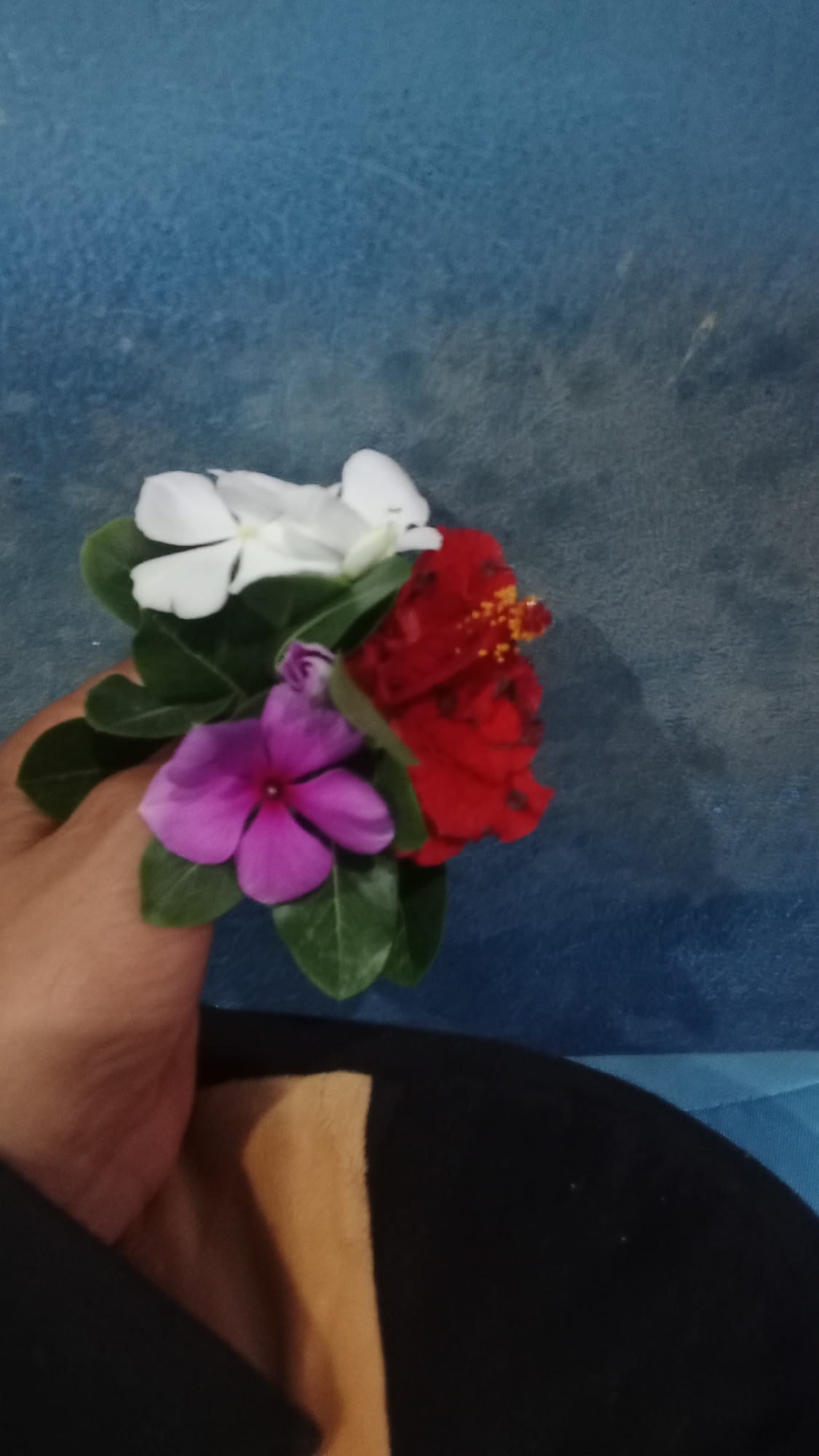 A hand holds a small bouquet of flowers, including a red hibiscus, a pink periwinkle, and two white periwinkles, against a textured blue background. The hand is light-skinned, and the lower part of the image shows a black and tan fabric. The scene appears to be indoors, possibly in a residential setting in Denpasar, Indonesia, given the common availability of these flowers and the typical interior decor.