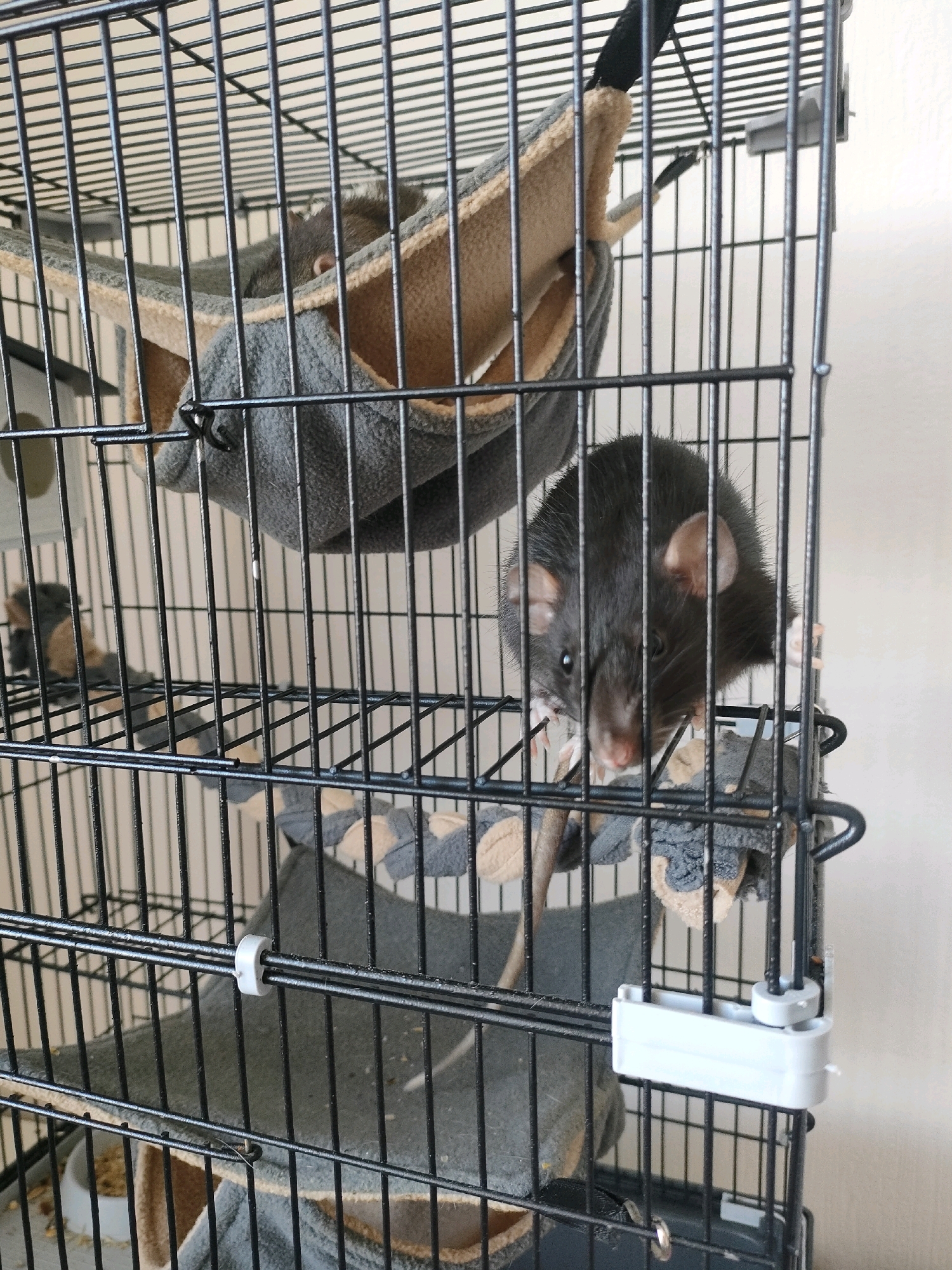 A black rat is visible in a cage. The cage has multiple levels, with hammocks and bedding. The rat is dark gray and appears to be looking towards the camera. The background is a plain, light-colored wall. There is no indication of the location being in Yekaterinburg, Russia.