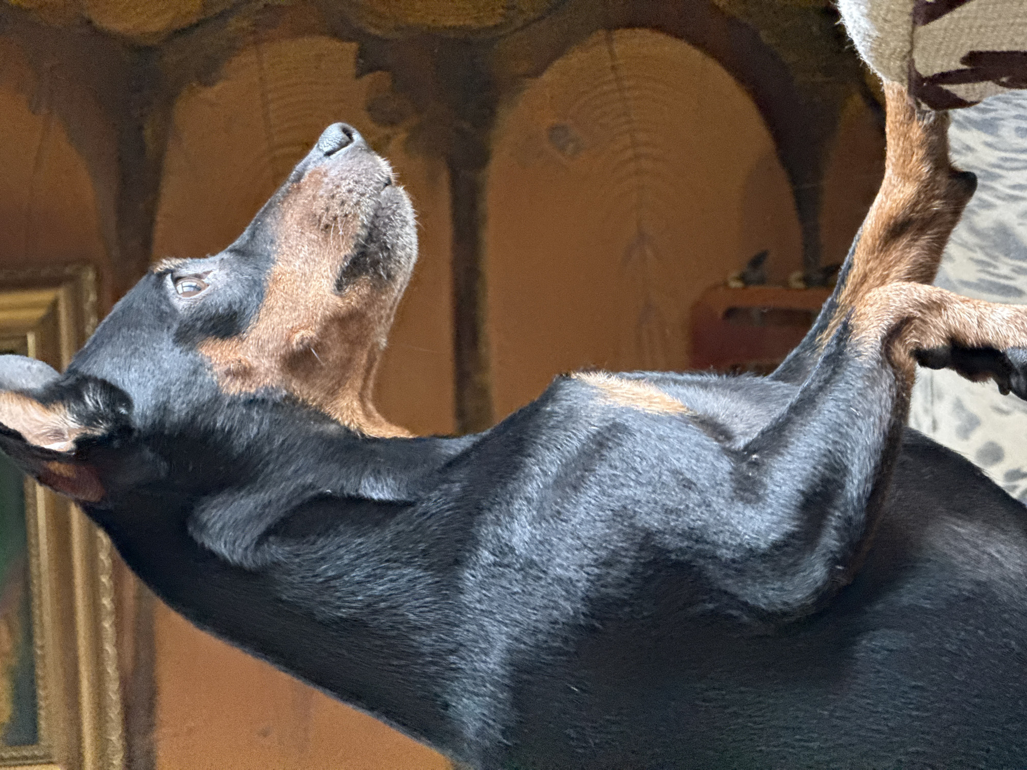 A black and brown Doberman dog is depicted in a close-up indoor shot. The dog is lying down with its head tilted upwards, its nose pointing towards the top of the frame. The front paws are positioned near the top right corner of the image. The background consists of wooden panels or furniture with curved designs. A framed object is visible in the lower left corner of the frame. The location is not discernible from the image.