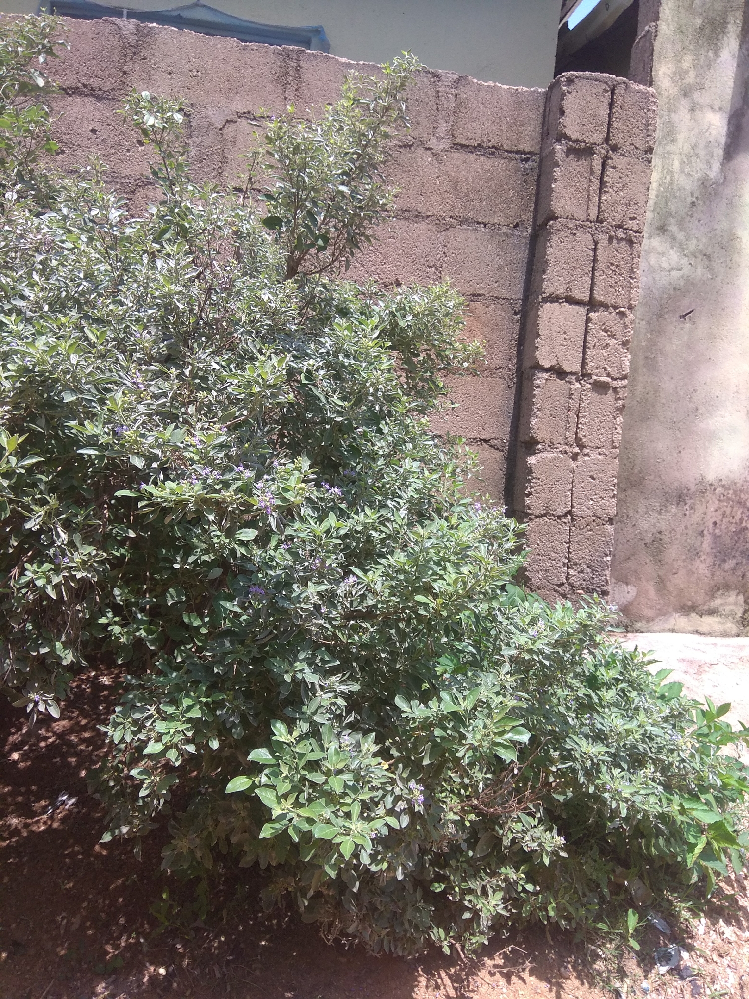 In Jalingo, Nigeria, a densely foliated green shrub with small purple flowers grows in front of a rough, light brown cinder block wall. The wall is partially obscured by a vertical column made of larger, rough cinder blocks. To the right of the column is a textured, light gray concrete wall with dark stains. Sunlight casts shadows on the ground, which is composed of reddish-brown soil and some dry leaves. The scene suggests an outdoor setting, likely in a yard or along a building's exterior.
