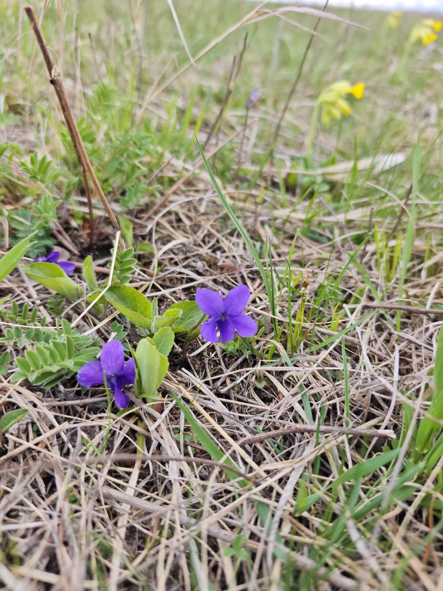 The image shows a close-up of a grassy area in Etoka, Russia. Several purple violets are visible amidst the grass and dried straw. Some yellow primroses are also visible in the distance.