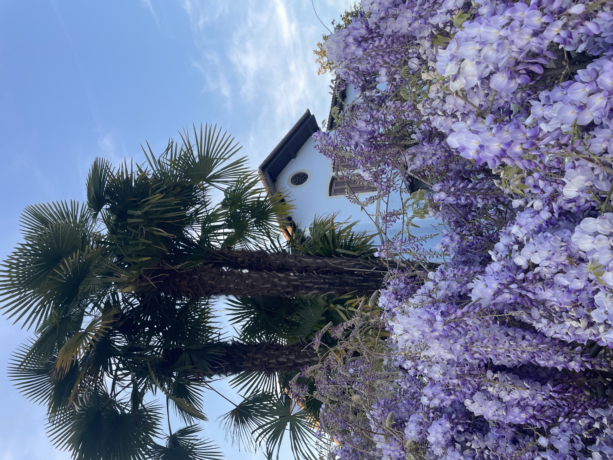 The image shows a low-angle shot of a light blue building in Case / Scjasis, Italy, obscured by two tall palm trees on the left and cascading purple wisteria flowers on the right. The sky is blue with wispy clouds. The building features a dark brown roof with a small, round window on the second floor, and a rectangular window to the right. The wisteria blossoms densely cover the side of the building, creating a vibrant contrast against the blue facade. The palm trees, with their spiky fronds, are positioned to the left of the building, adding a tropical element to the scene.
