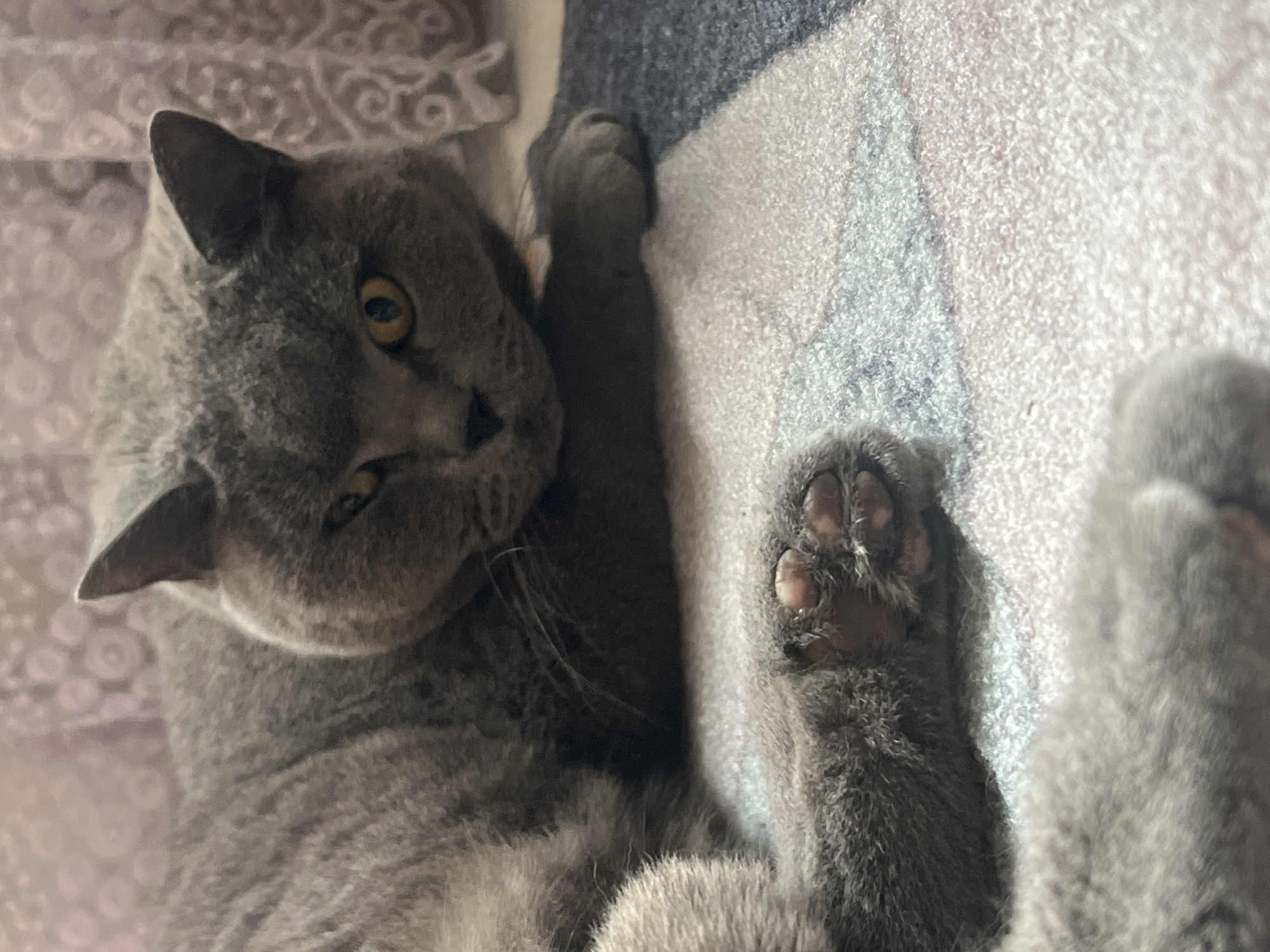 The media file features a close-up, overhead view of a gray British Shorthair cat resting on a textured surface that appears to be a blanket or bedspread. The cat is lying on its back, with its paws in the air. Its eyes are open and looking towards the camera, displaying a curious or relaxed expression. The cat's fur is short and dense, typical of the breed. Visible details include the cat's prominent paws with visible toe beans, its round face, and sharp ears. The background is softly blurred, showing a patterned fabric in muted tones of pink and white on the left, and a textured gray and white striped fabric on the right. The lighting suggests it is daytime, possibly indoors, with natural light falling on the scene. There is no visible text in the image. Given the provided location context of Sochi, Russia, it is plausible that this scene is taking place in a home environment within the city. The overall mood is one of domestic tranquility and comfort.
