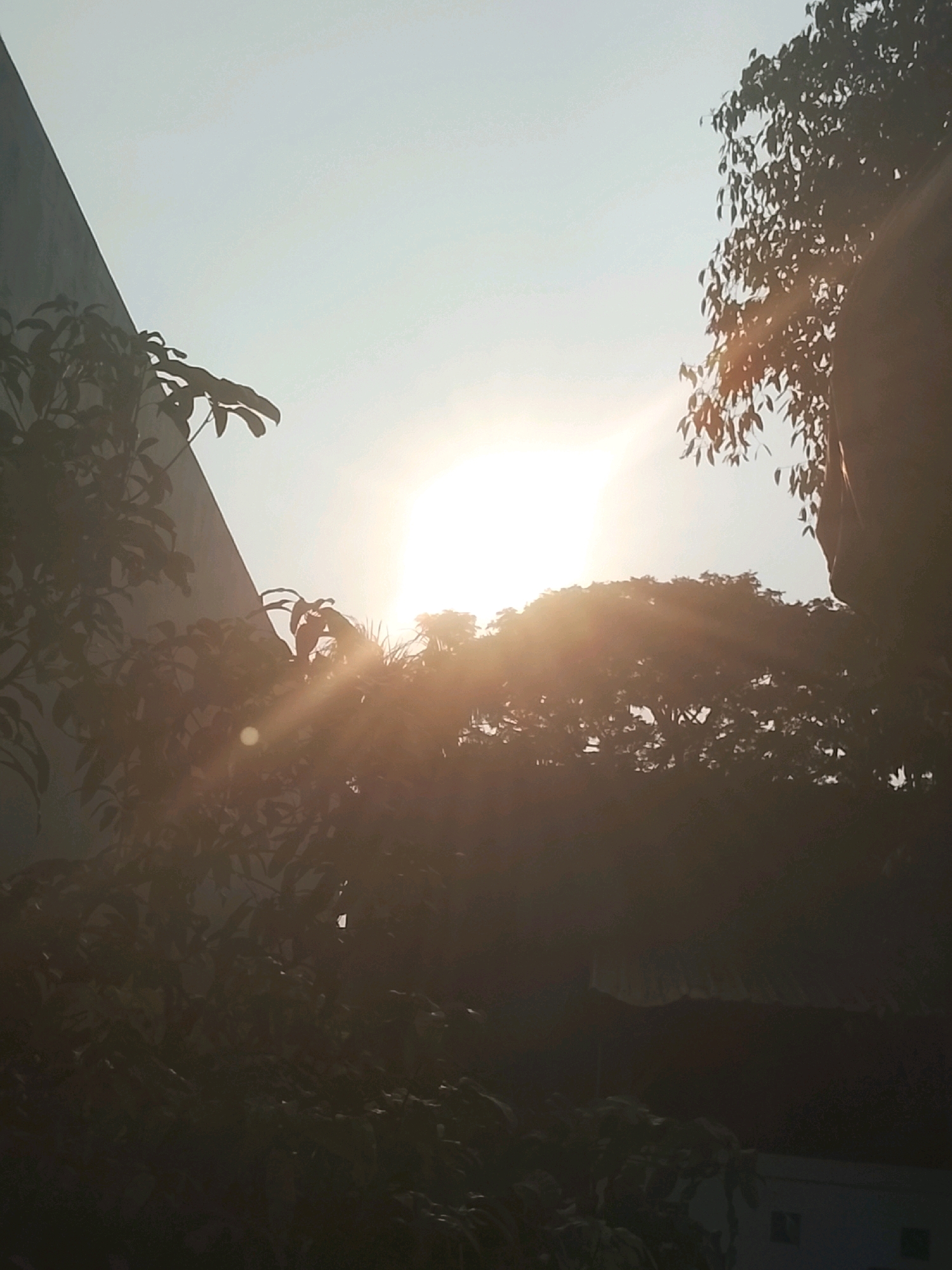 A low-angle, medium shot captures the sun breaking through foliage and casting rays of light across a hazy, light blue sky. In the foreground, a wall of a building is visible on the left, with lush green leaves of a tree obscuring part of it. To the right, the dense canopy of another tree is silhouetted against the bright sun, with its leaves appearing dark and indistinct. In the middle ground, the sun is the brightest element, creating a lens flare and a glowing halo effect as its light pierces through the trees. A darker, indistinct structure, possibly a roof with a tiled edge, is visible beneath the foliage. The overall impression is one of natural beauty and the warmth of sunlight, possibly taken in a residential or garden area in Slawi, Indonesia, during either sunrise or sunset.