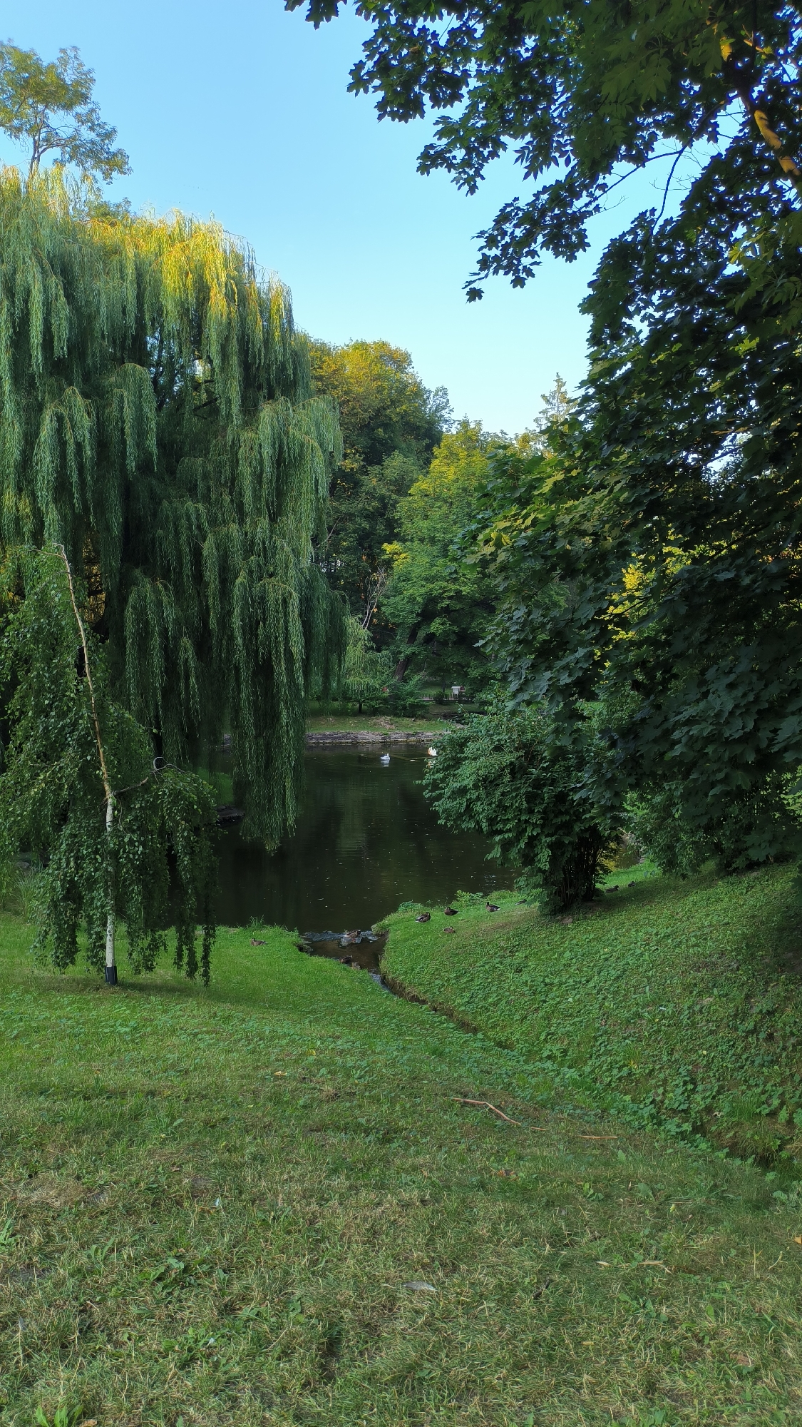 A serene park scene unfolds, bathed in the warm glow of natural light. A majestic weeping willow, its branches cascading like a verdant waterfall, dominates the left side of the frame. Its leaves, rendered in a vibrant green, are illuminated by the sunlight, creating a striking contrast against the darker foliage of the surrounding trees.
Beneath the willow, a tranquil pond reflects the lush greenery and the clear blue sky. Several white swans glide gracefully across the water's surface, adding a touch of elegance to the scene. Along the pond's edge, a small group of ducks can be seen wading in the shallow water, their dark forms a subtle presence against the verdant banks.
The park's terrain slopes gently upwards from the pond, covered in a carpet of emerald green grass. The rich vegetation suggests a well-maintained park, a sanctuary of nature within an urban landscape. The overall atmosphere is one of peace and tranquility, a perfect escape from the hustle and bustle of city life.
This image is believed to be captured in the Stryiskyi Park in Lviv, Ukraine. The park, established in the 19th century, is known for its picturesque landscapes, diverse flora, and the tranquil ponds that dot its grounds. The presence of mature trees, such as the weeping willow, and the well-kept lawns are characteristic of this historic park. The swan and duck population further enhances the natural beauty of the park, attracting visitors seeking a peaceful retreat.