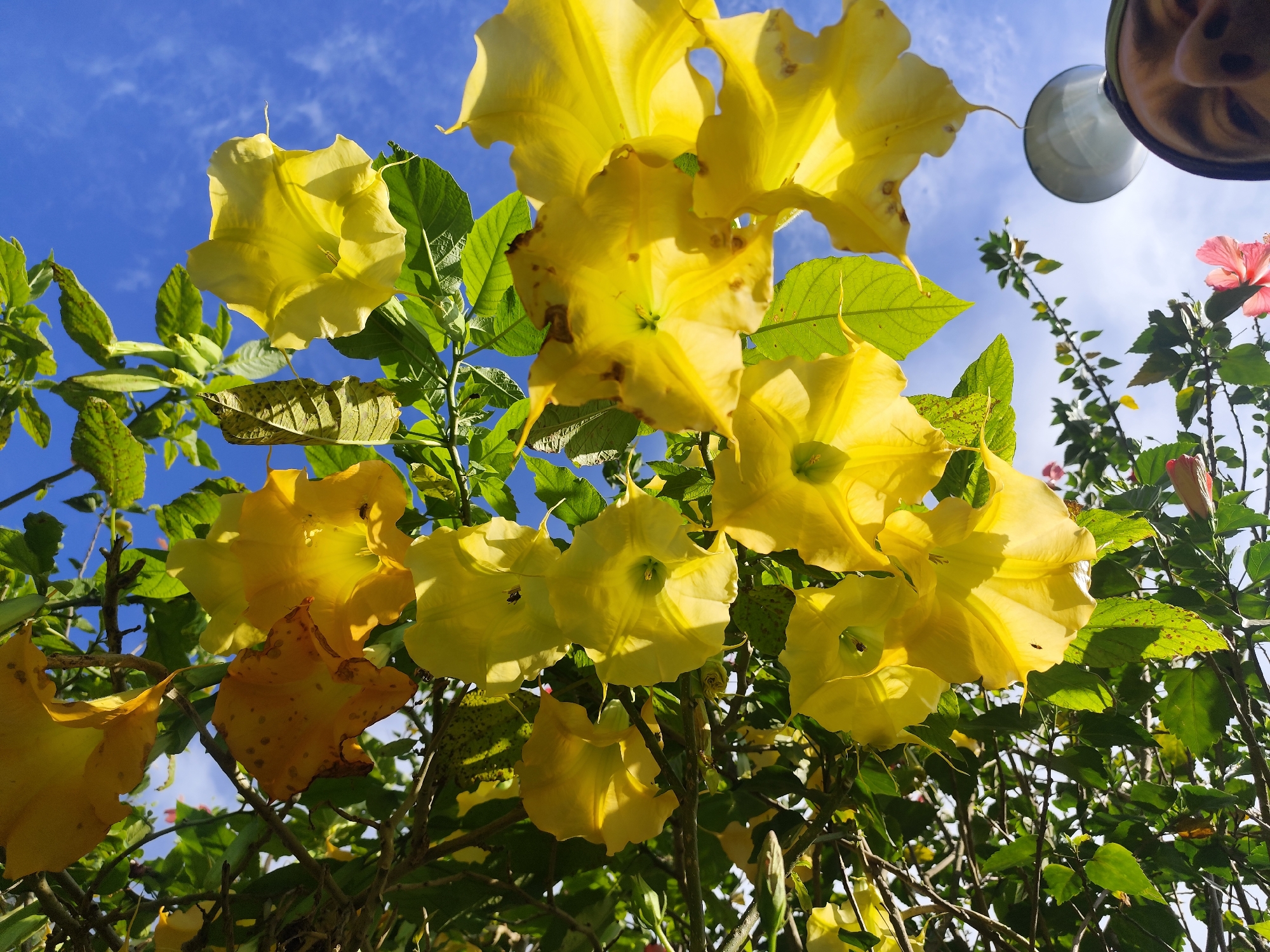 A low-angle shot captures a cluster of large, yellow trumpet-shaped flowers against a bright blue sky, with some clouds visible. The flowers are the main focus, with their petals unfurled and some showing slight browning or spotting. Green leaves and branches are interspersed throughout the frame, creating a dense foliage effect. In the upper right corner, a small portion of a person's face and a light fixture are visible, suggesting the photo was taken outdoors in a populated area. The scene appears to be set in Da Lat, Vietnam, a city known for its floral beauty and temperate climate.
