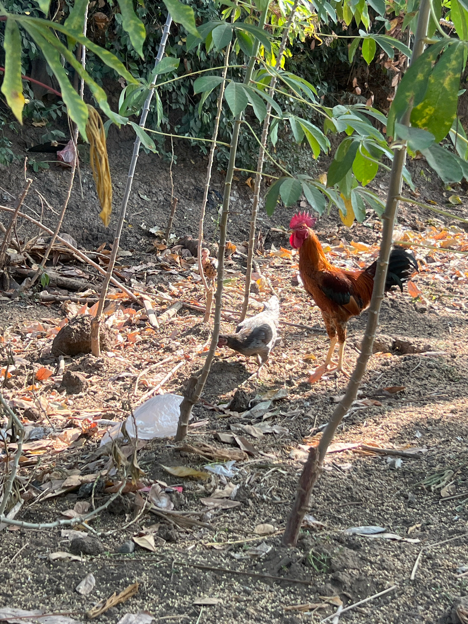 A rooster with predominantly brown and black plumage, and a red comb, stands in the foreground of an outdoor scene. Behind it, a smaller, gray and white chicken is partially visible. The ground is covered with dirt, dry leaves, and small pebbles. Several thin, bare branches and green foliage from plants are interspersed throughout the image. A crumpled white plastic bag is present on the ground to the left of the rooster. The lighting suggests it is daytime, with dappled sunlight filtering through the leaves. The image appears to be taken in a rural or semi-rural area within Payaman, Indonesia, possibly a farmyard or garden.