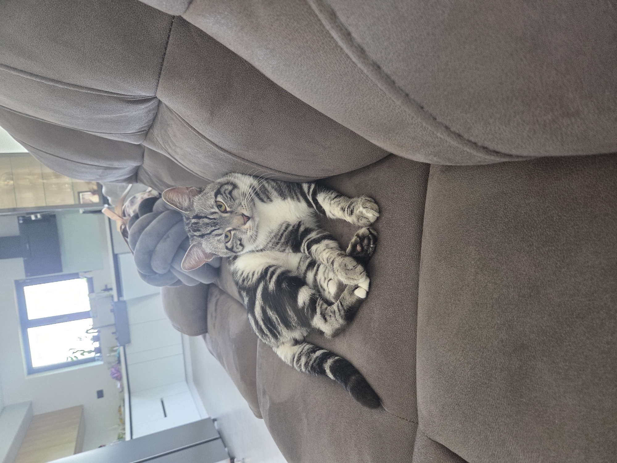 A tabby cat is comfortably reclined on a grey upholstered sofa in an indoor setting, likely a living room in Zagore, Bulgaria. The cat, with distinct black stripes over a grey and white coat, and yellowish eyes, is lying on its side with its back slightly twisted, looking directly at the camera. Its front paws are curled near its head, and its hind paws are visible, one showing pink toe pads. A fluffy grey pillow is partially visible behind the cat's head.
The sofa features deep cushioning and visible stitching, suggesting a plush and comfortable piece of furniture. In the background, beyond the sofa, a bright window is visible, letting in ample natural light, indicating it is daytime. The interior background also shows modern, light-colored walls and possibly cabinets or appliances, contributing to a clean and contemporary aesthetic. The overall impression is one of domestic tranquility, with the cat appearing relaxed and at ease in its environment. No visible text is present in the image.